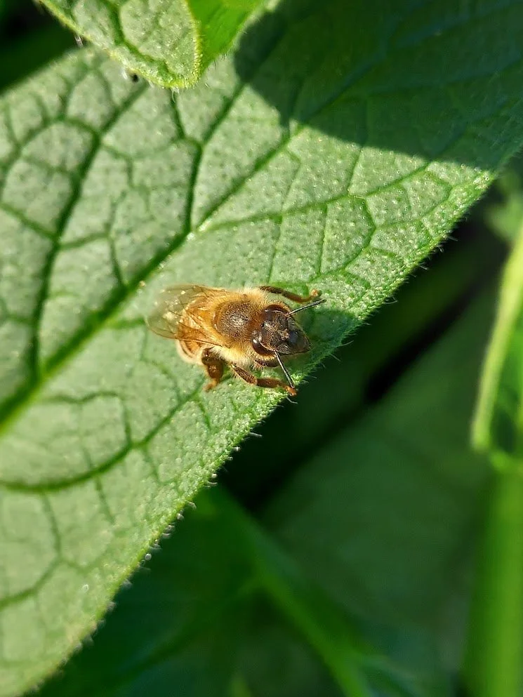 Close-up of a honeybee resting on a large green leaf in sunlight.