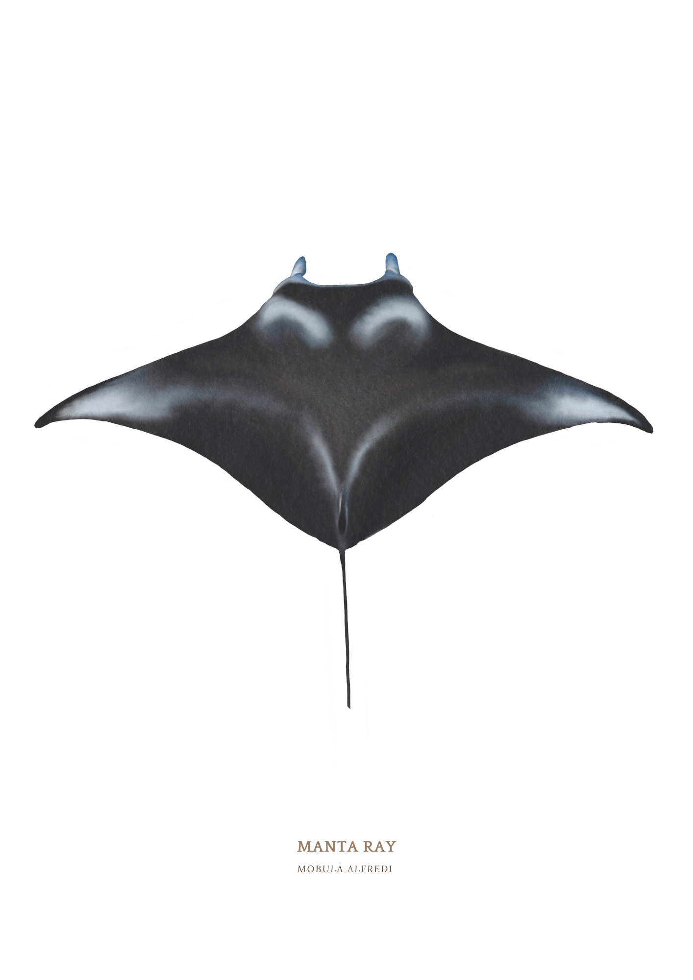 Manta Ray