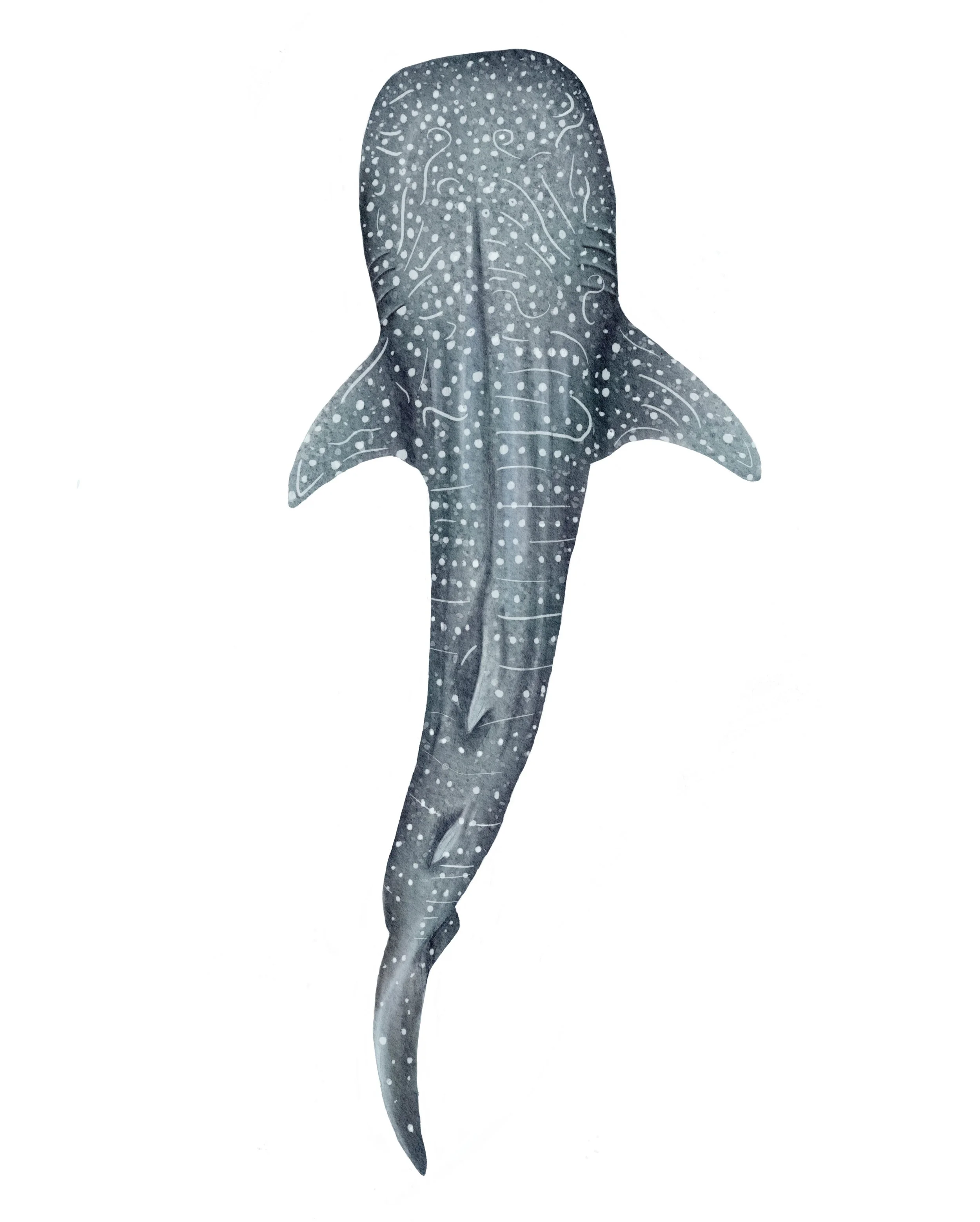 Whale Shark