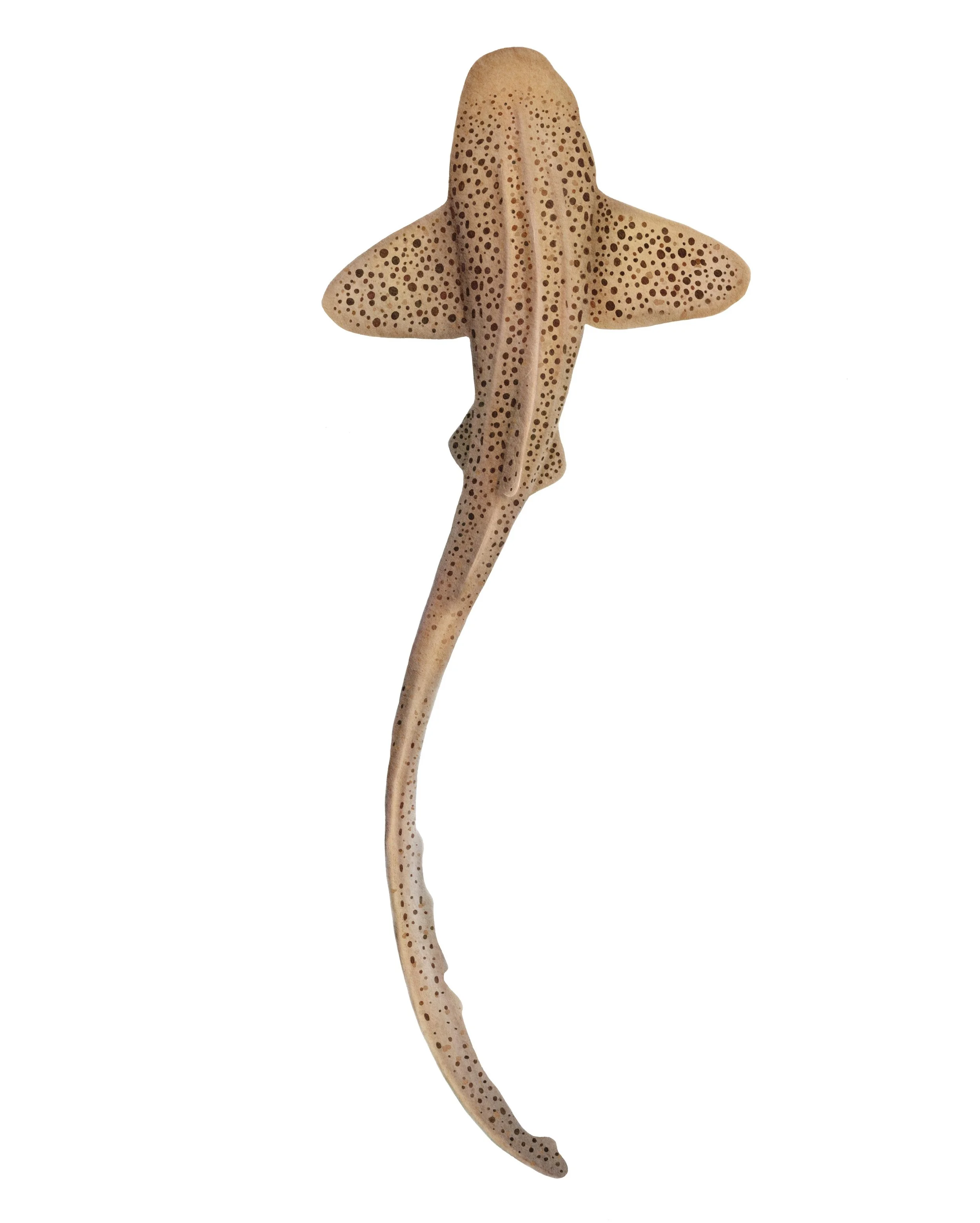 Leopard Shark