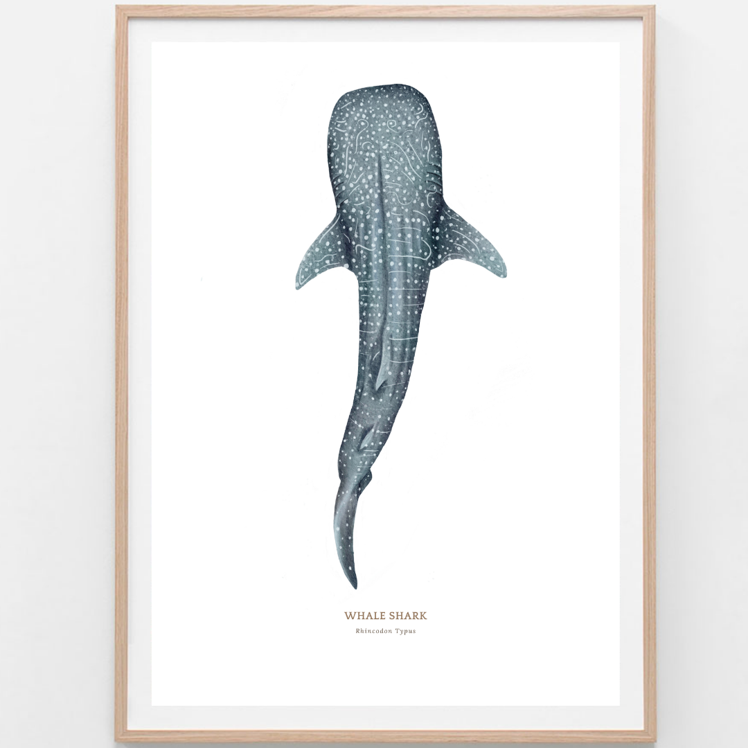Fine art watercolour print of a whale shark.