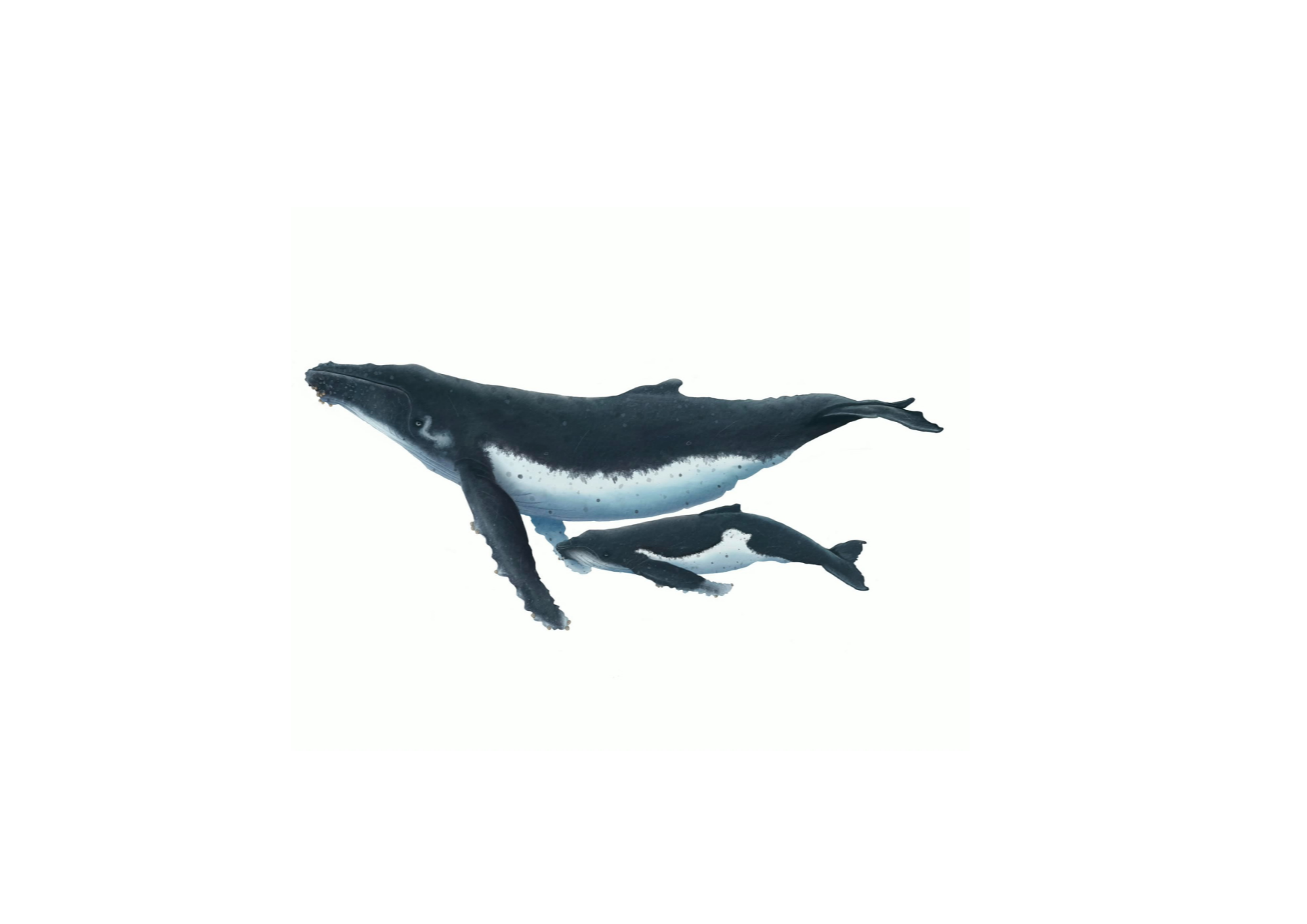 Humpback Whale