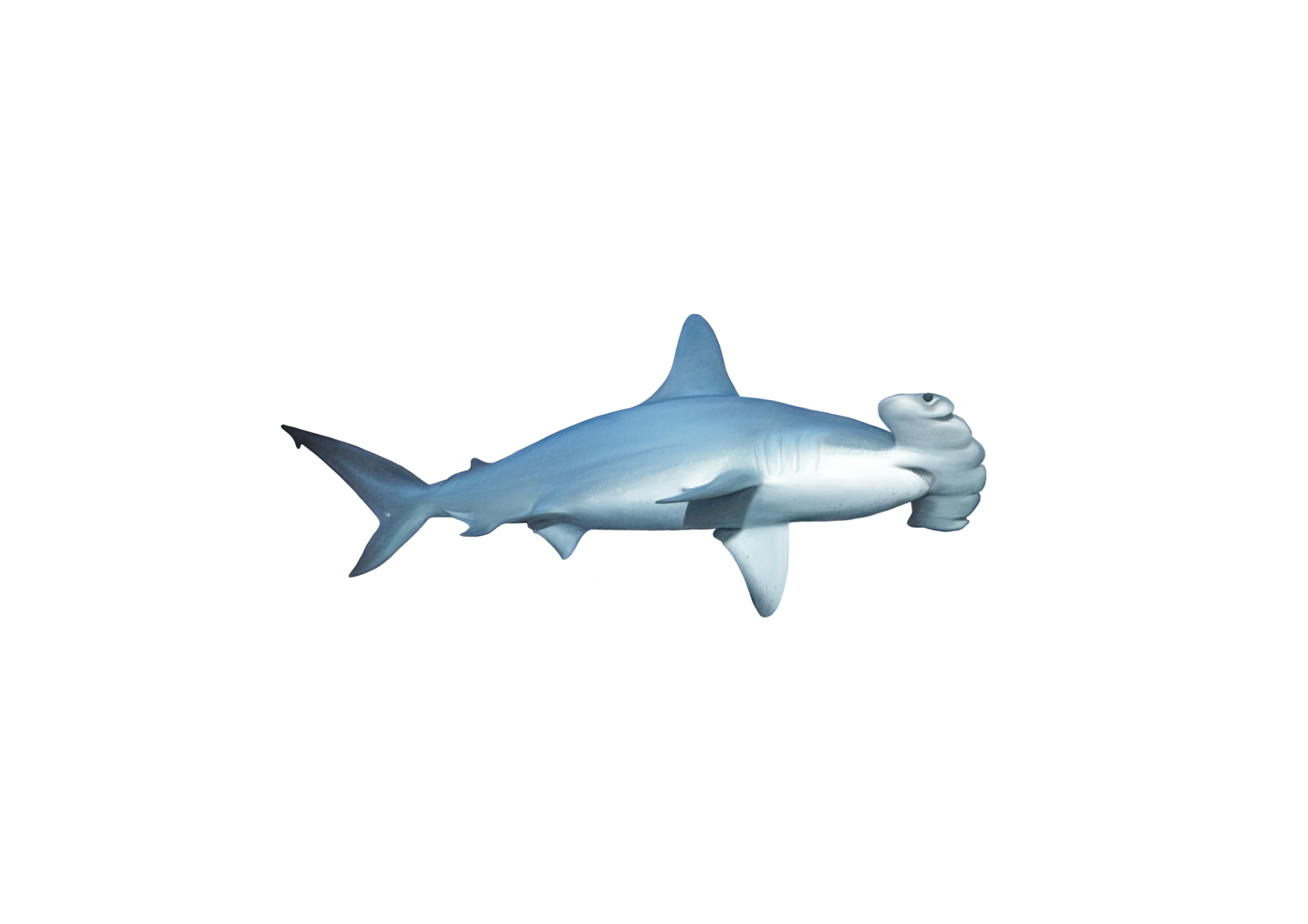 LEOPARD SHARK (A4 (Landscape)) (2).png