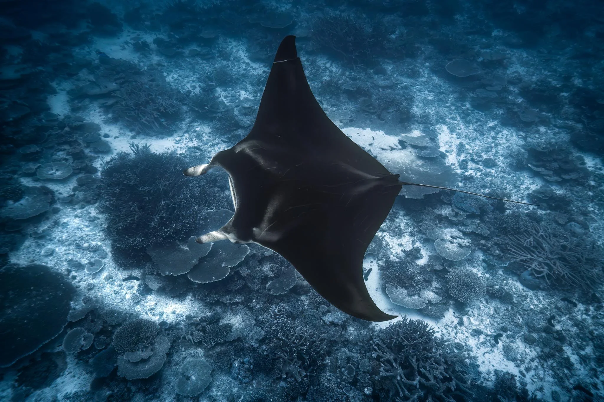 Wings Of The Sea