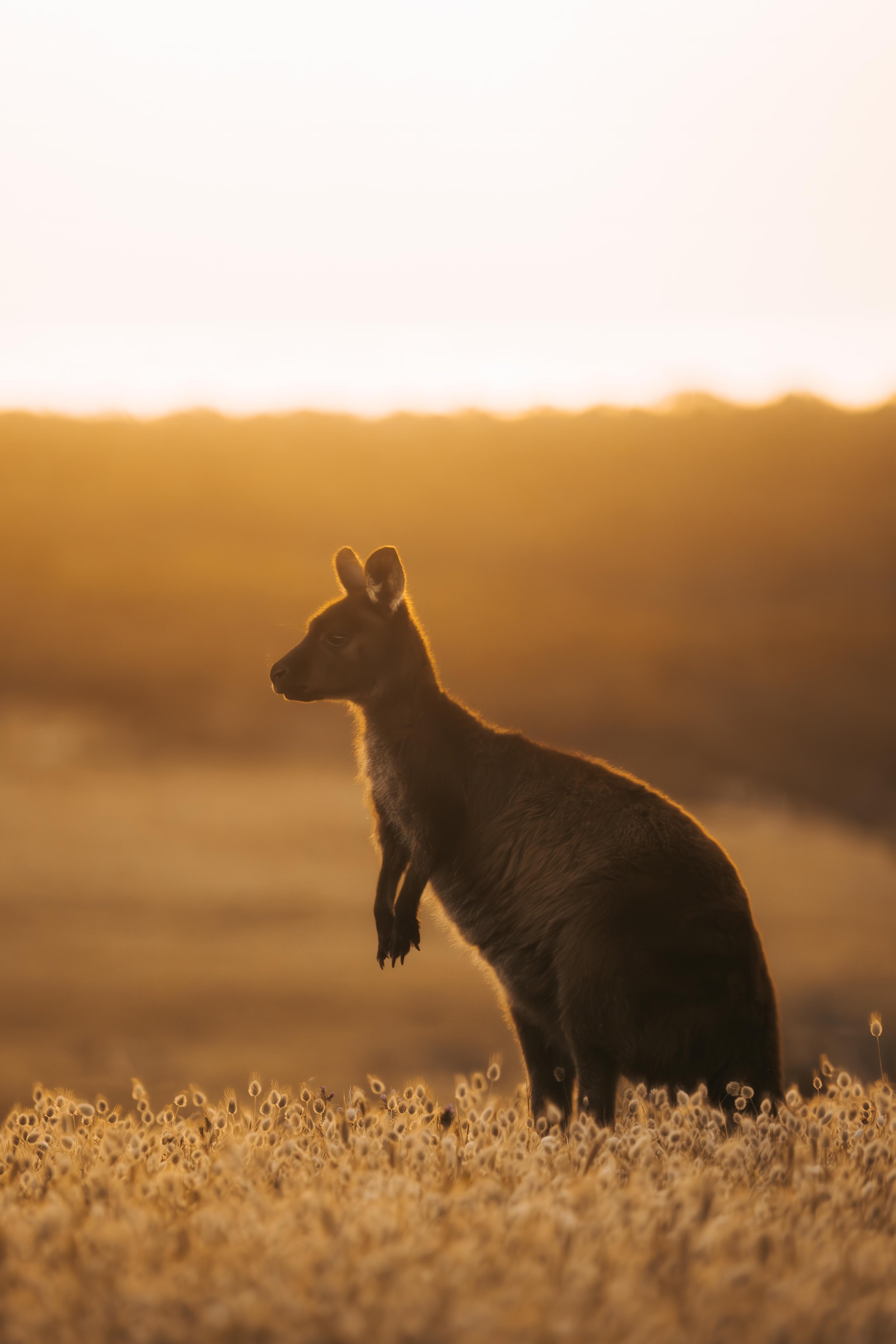 Between Light and Land