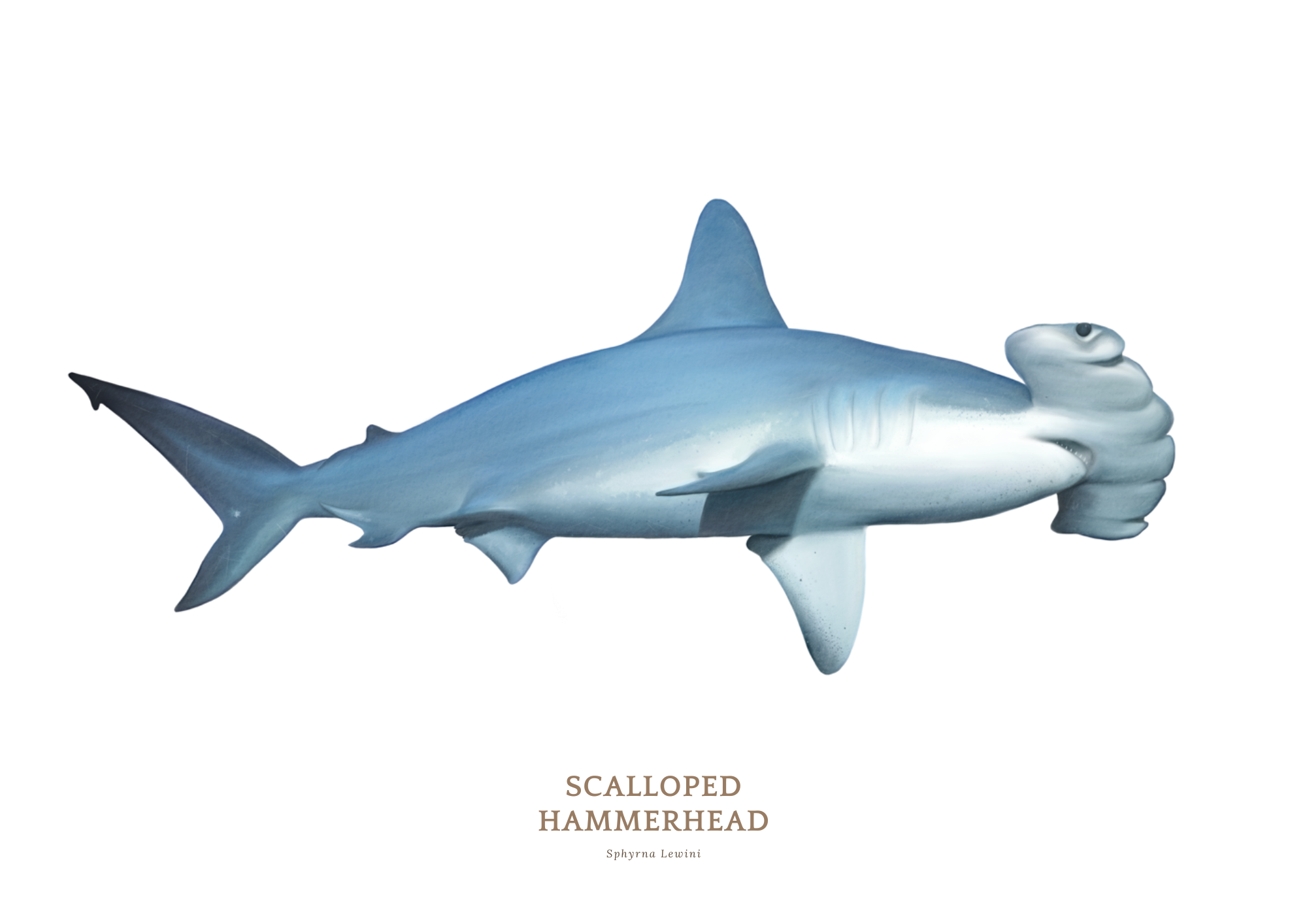 LEOPARD SHARK (A4 (Landscape)).png