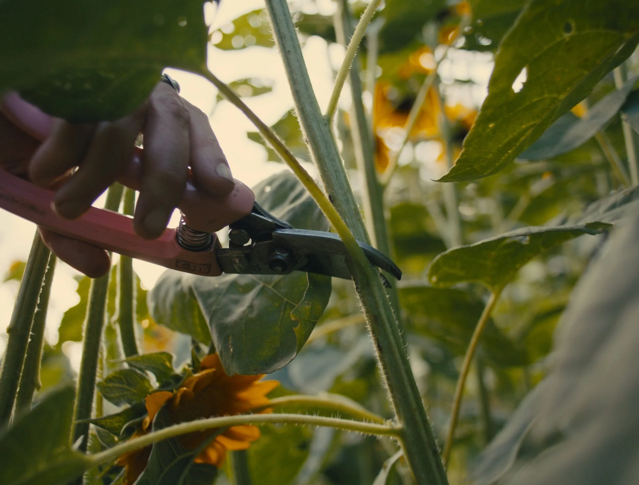 LittleBendFlowerFarm2_3.6.1.jpg