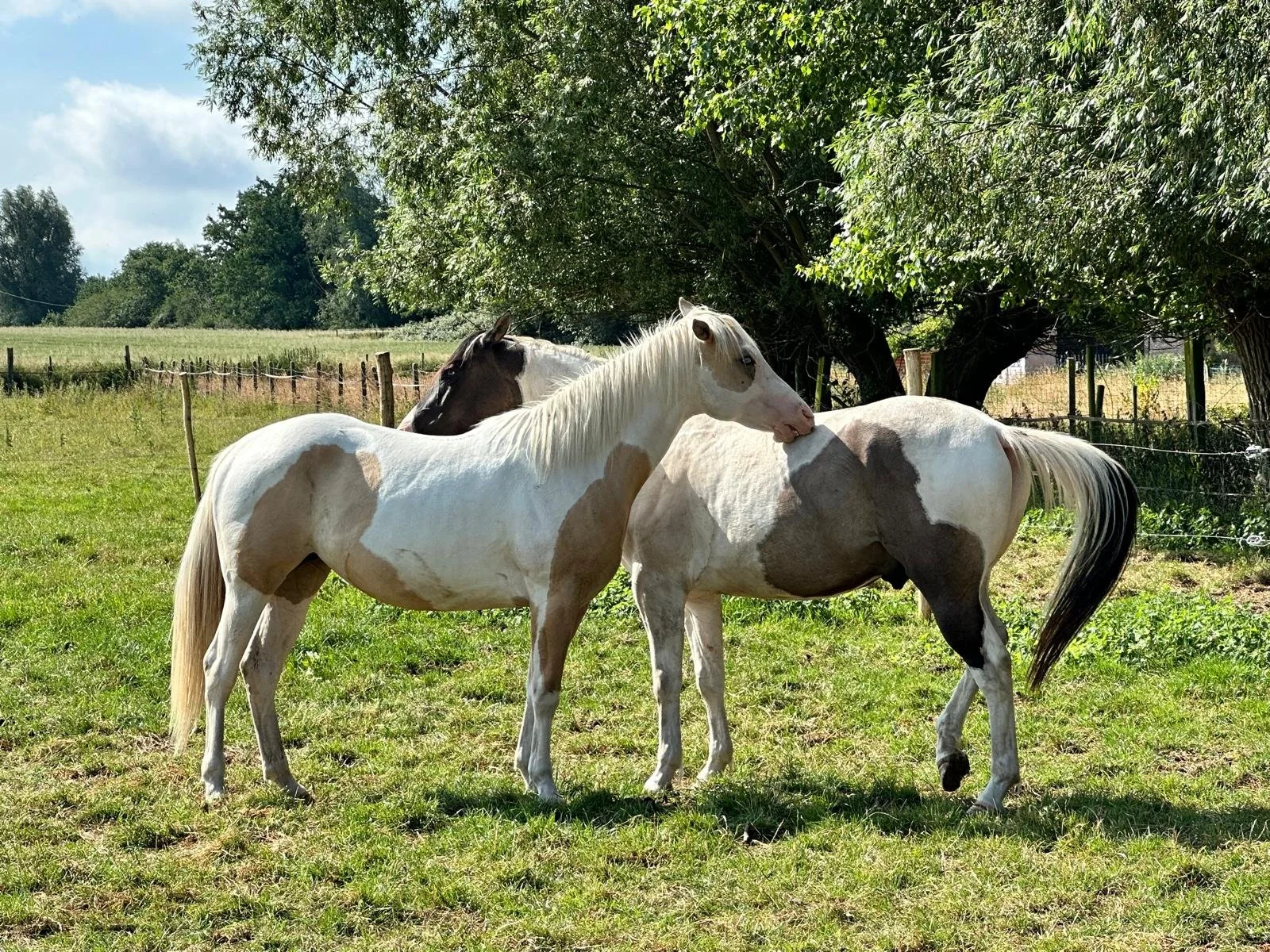 Mensen die paarden voederen en verzorgen op een boerderij