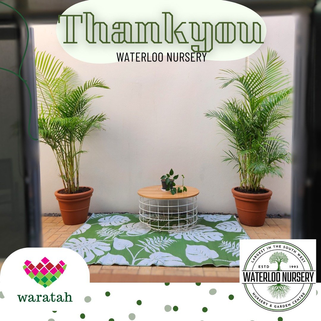 A massive Thankyou to the team at @waterloonursery 
We received these two beautiful Palms this morning. 
We are so overjoyed and grateful to our community members for gifting us these to bring life and calm to our outdoor space. 
 #bunburywa #domesti