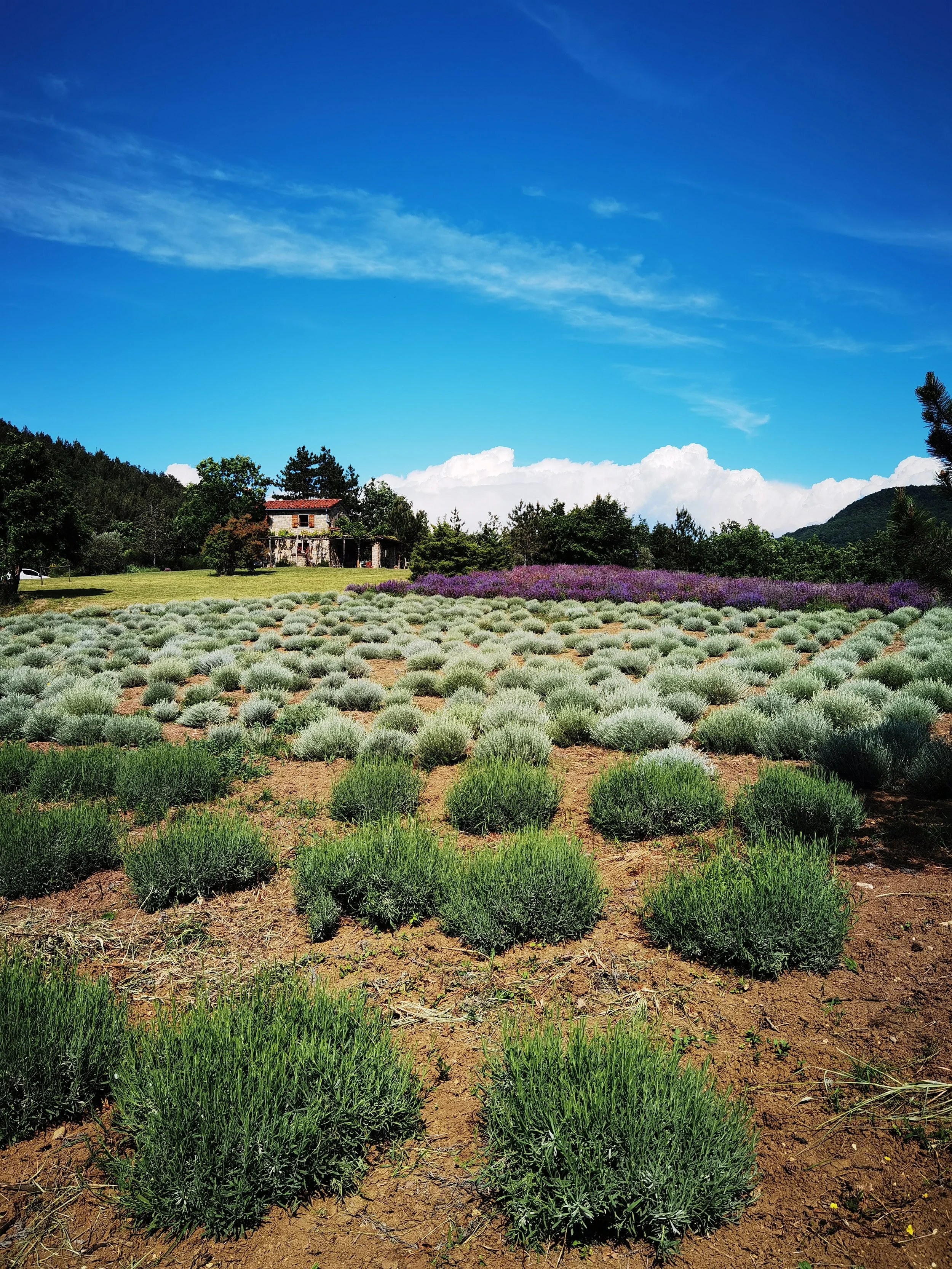 Bonistra herb property with immortelle, lavander, sage.