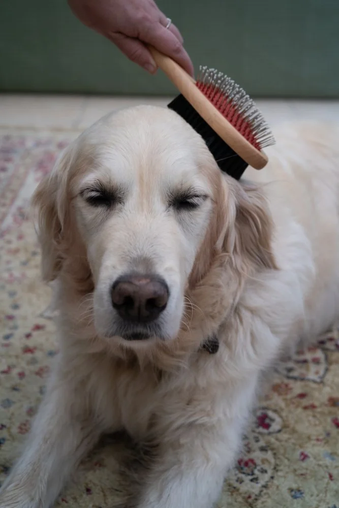 double brush 4.jpg