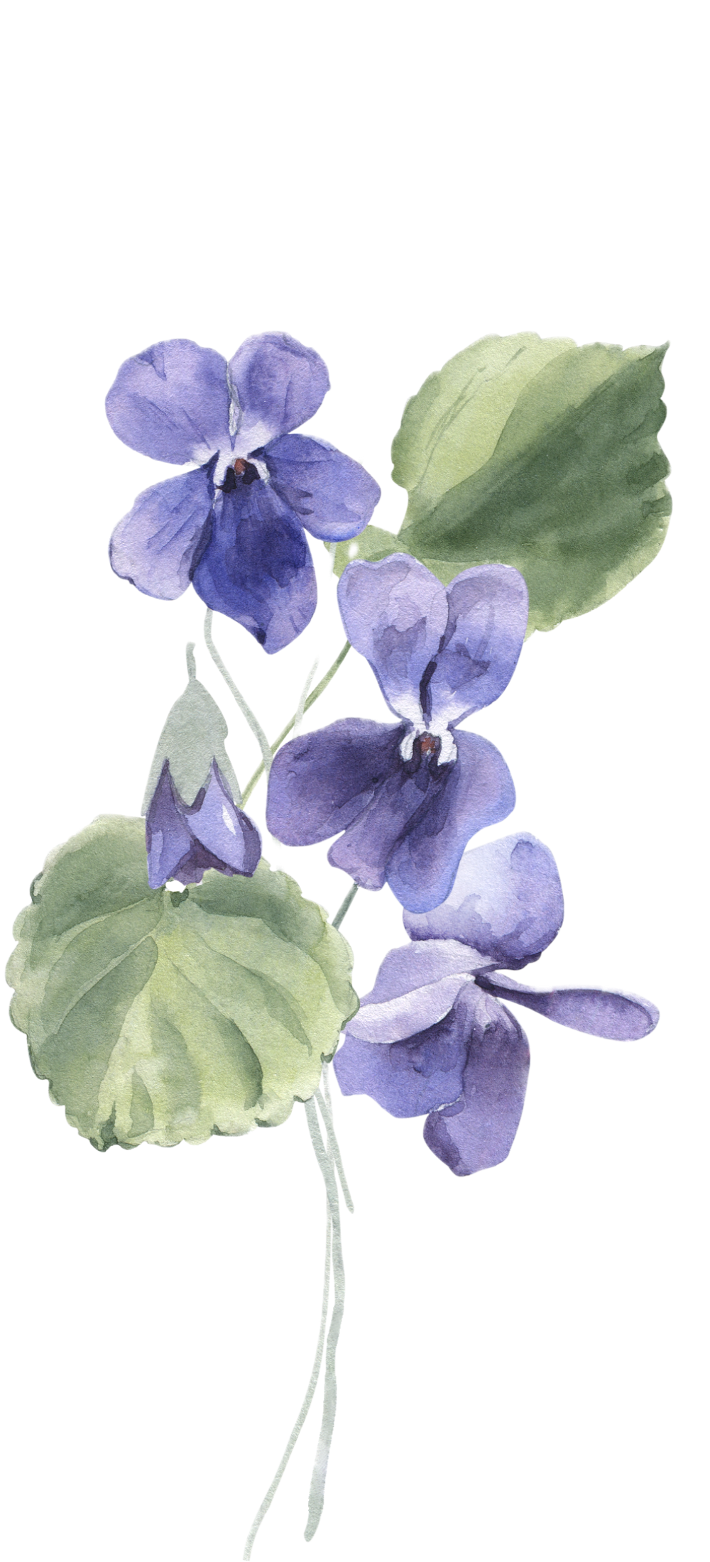 Illinois blue violet flower representing online therapy services in Illinois