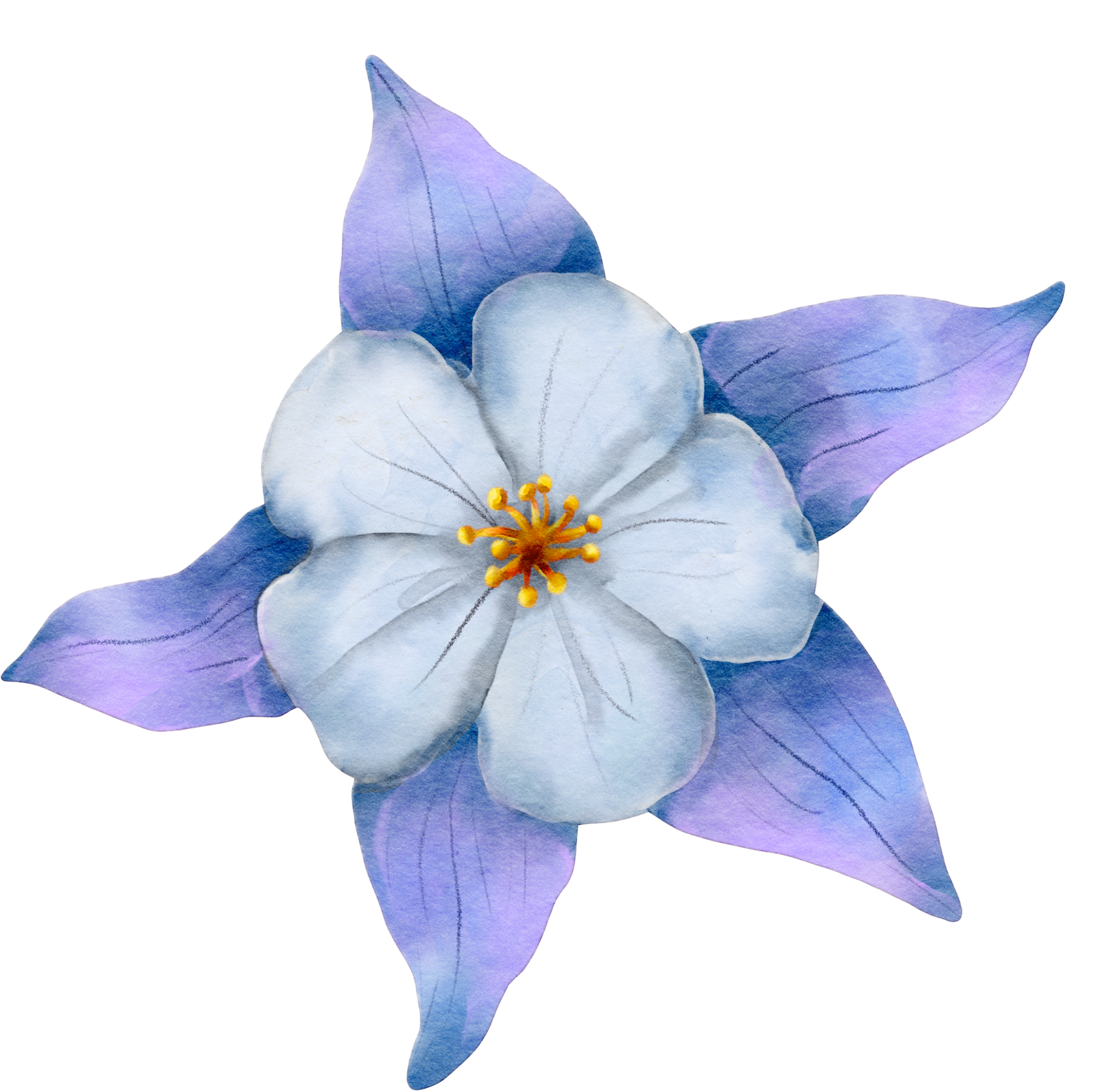 Colorado columbine flower representing online therapy services in Colorado