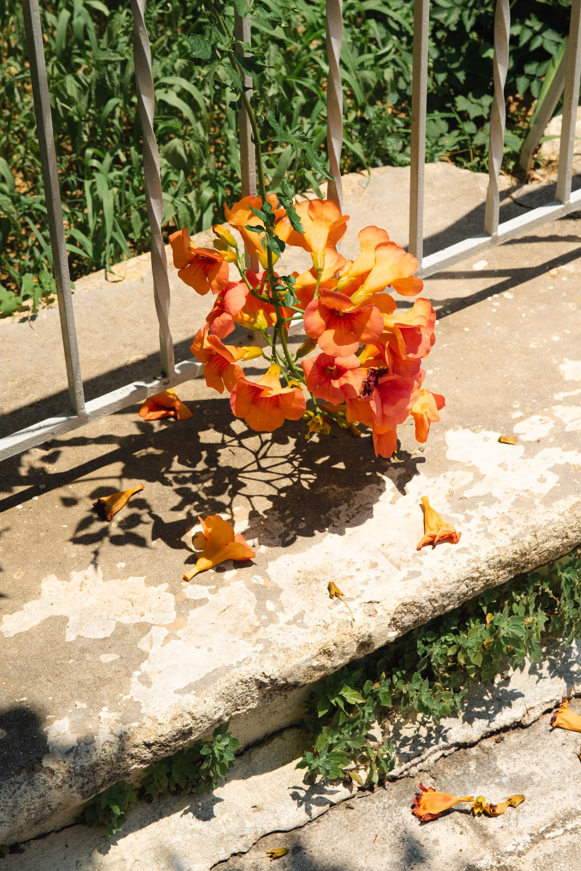 Fleurs orange grimpantes sur une balustrade métallique.