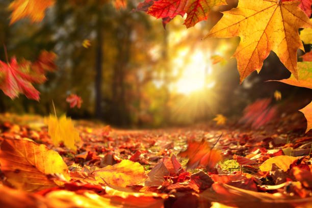 FALL IS HERE!