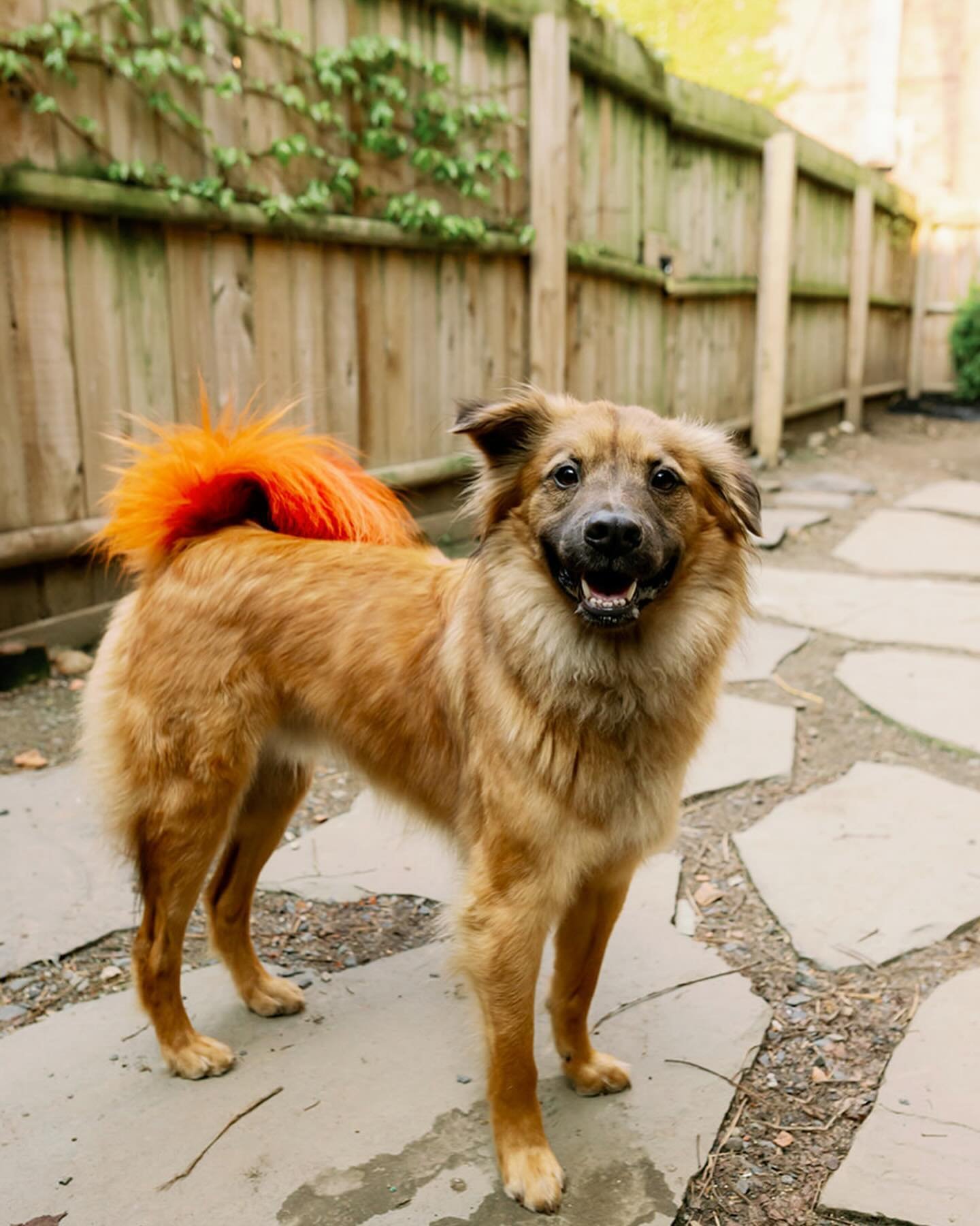 Happy Spring! We&rsquo;ve been so busy having so much fun with so many great friends. Get outside with your dog! If you can&rsquo;t we&rsquo;re always here for you. ❤️