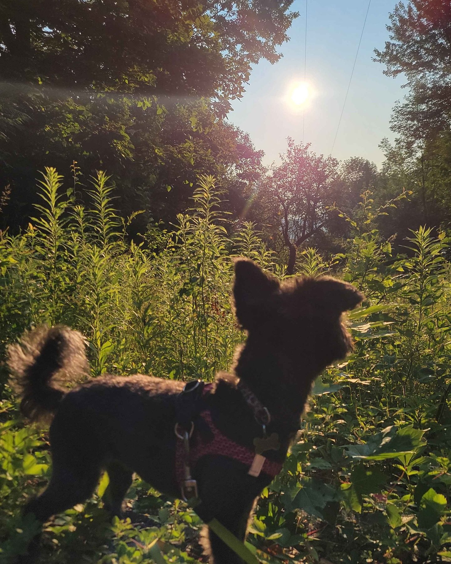 Adventure awaits! Our HLB social club is able to take your dog on an epic field trip to connect them with nature and our other friendly pups 😎 Cookie gets it.