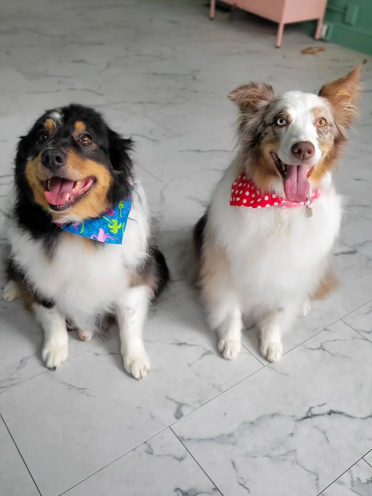 Beautiful aussie duo Zero + Rona in for their spring  refresh. Smelling like flowers + looking as beautiful as ever! 

As we come into the warmer months appointments are booking up, especially Saturdays! We highly recommend continuing to rebook your 