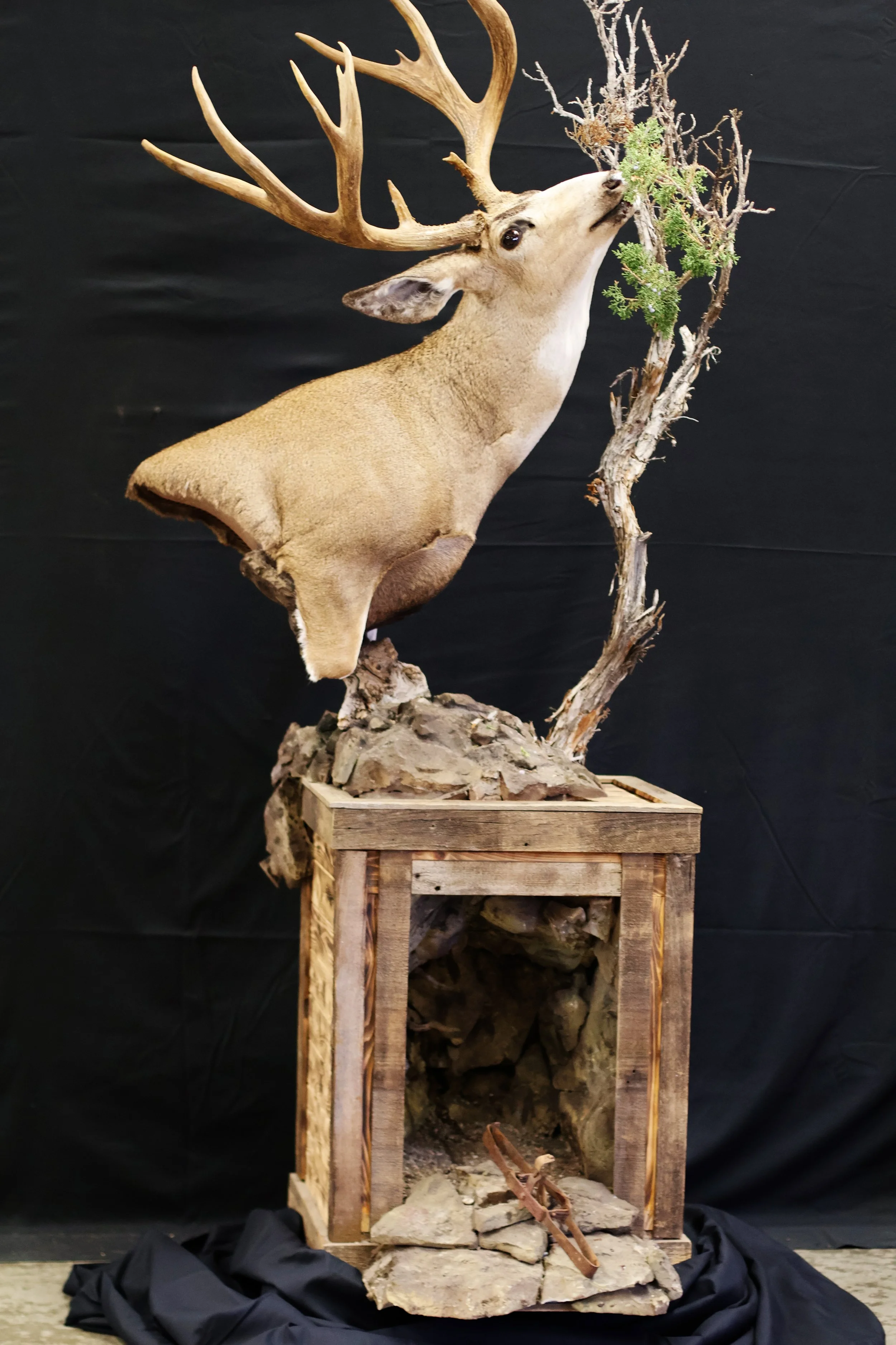 Deer Stand - CAT Judging.jpg