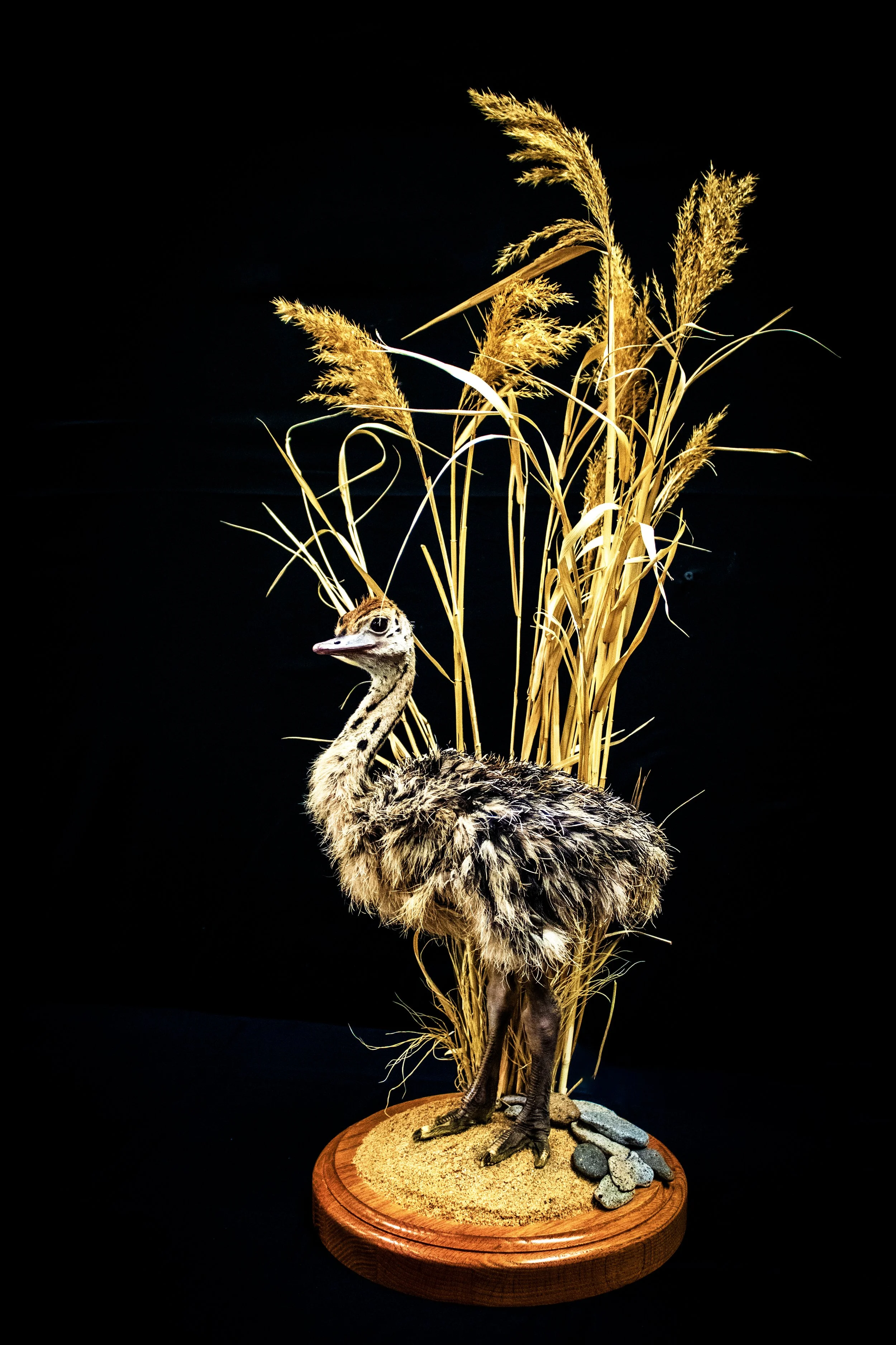 Bird 1 - CAT Judging.jpg