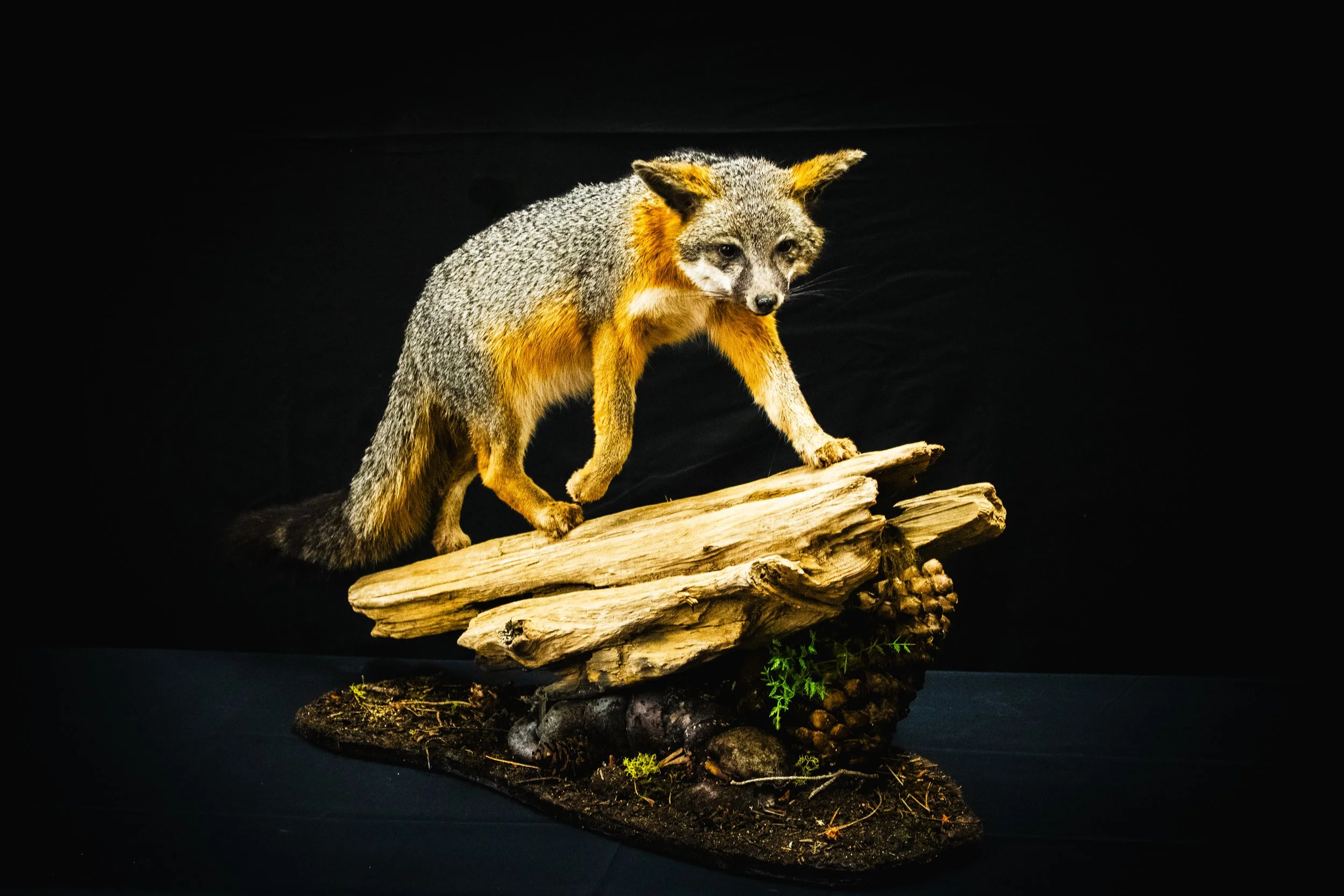 Fox - CAT Judging.jpg