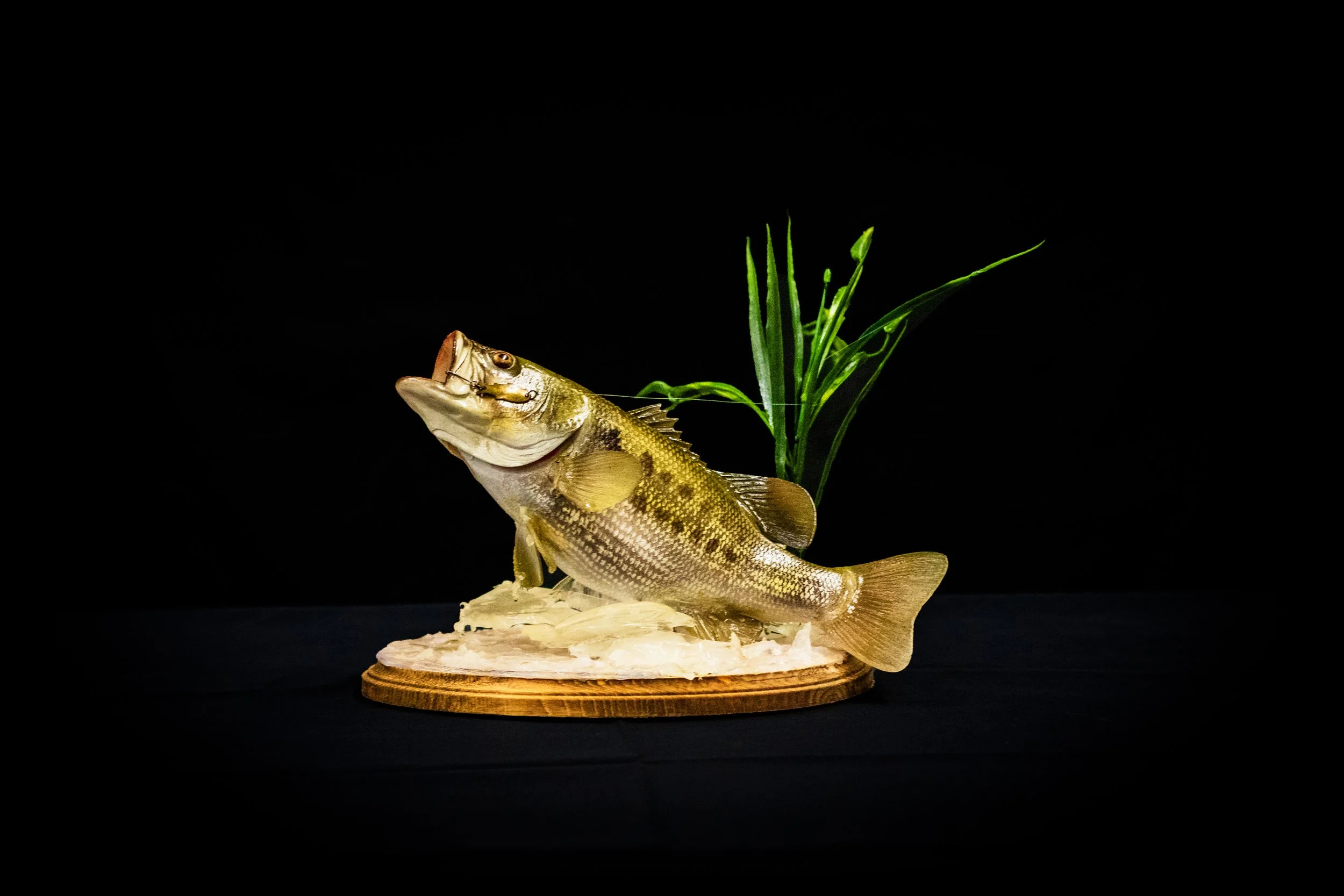 Fish - CAT Judging.jpg