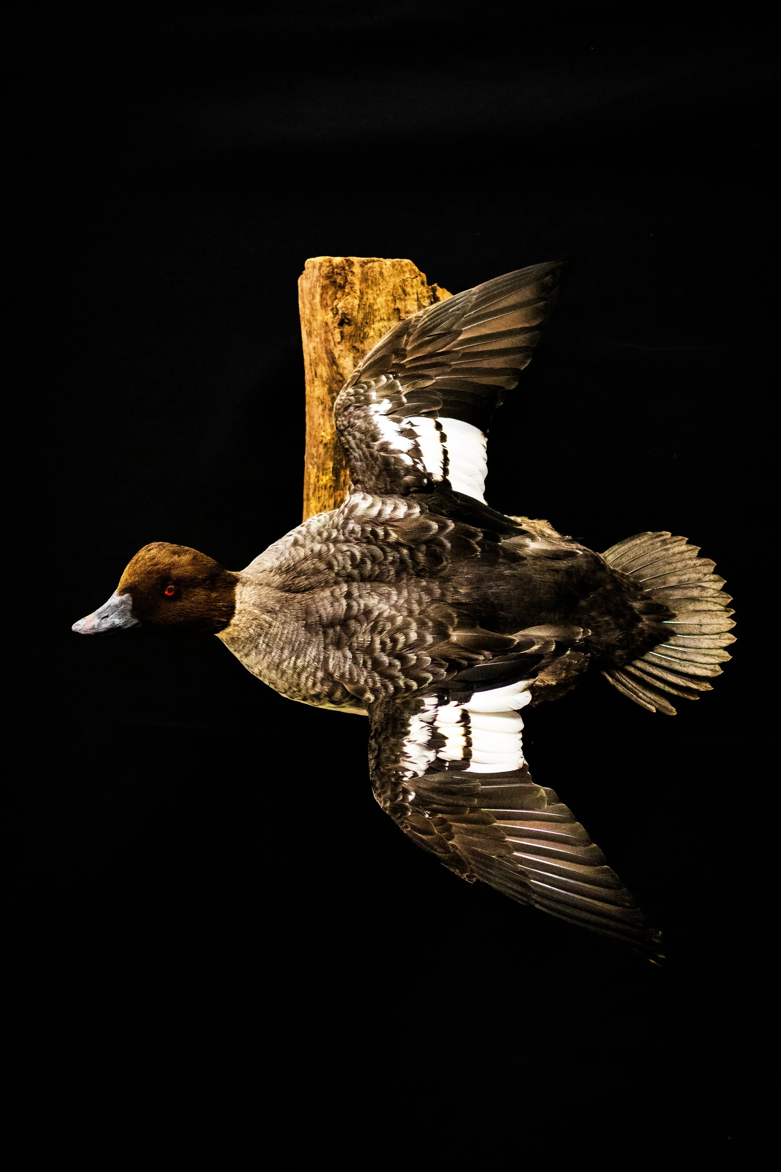 Bird - CAT Judging.jpg