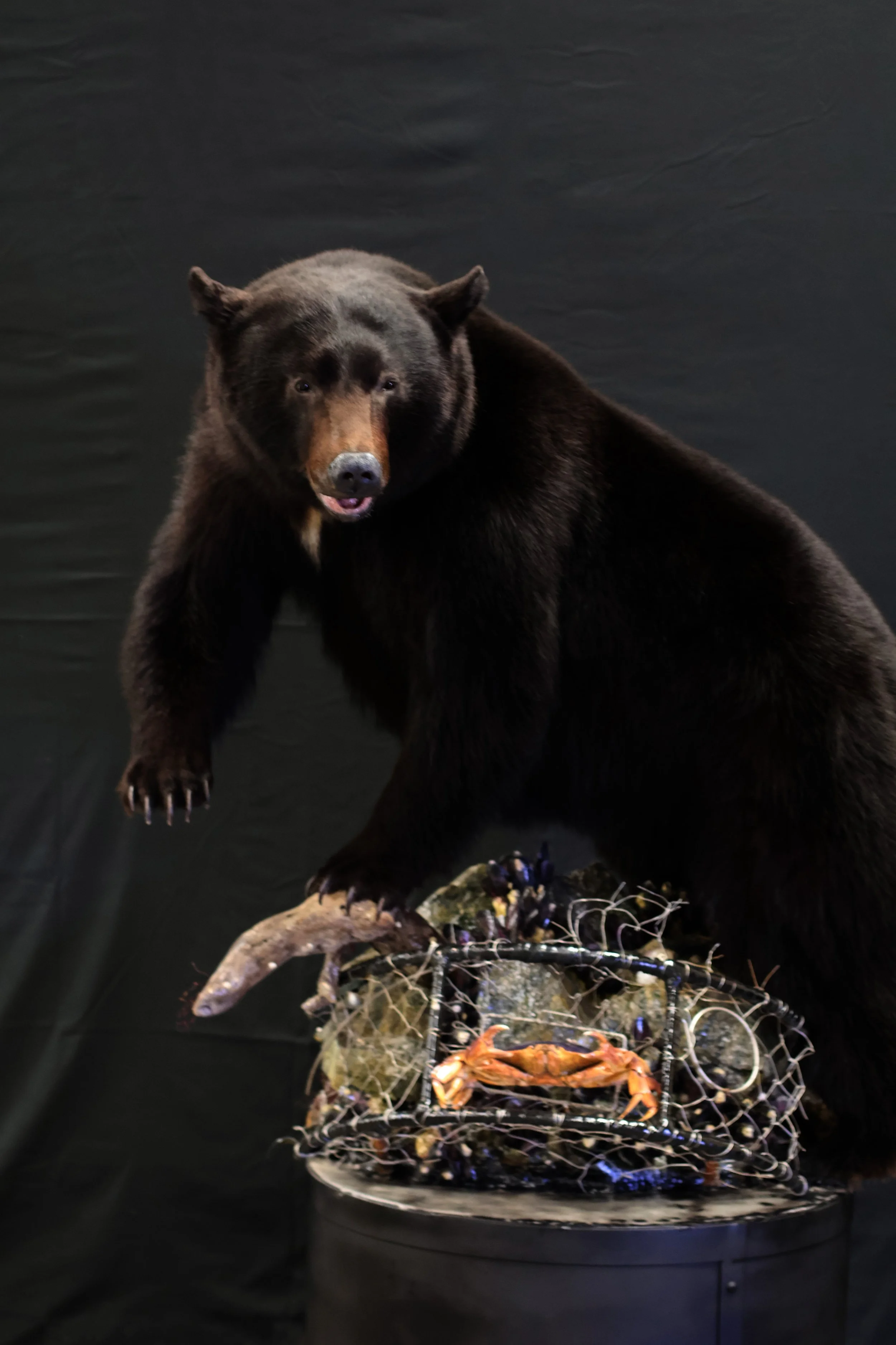 Bear - CAT Judging.jpg