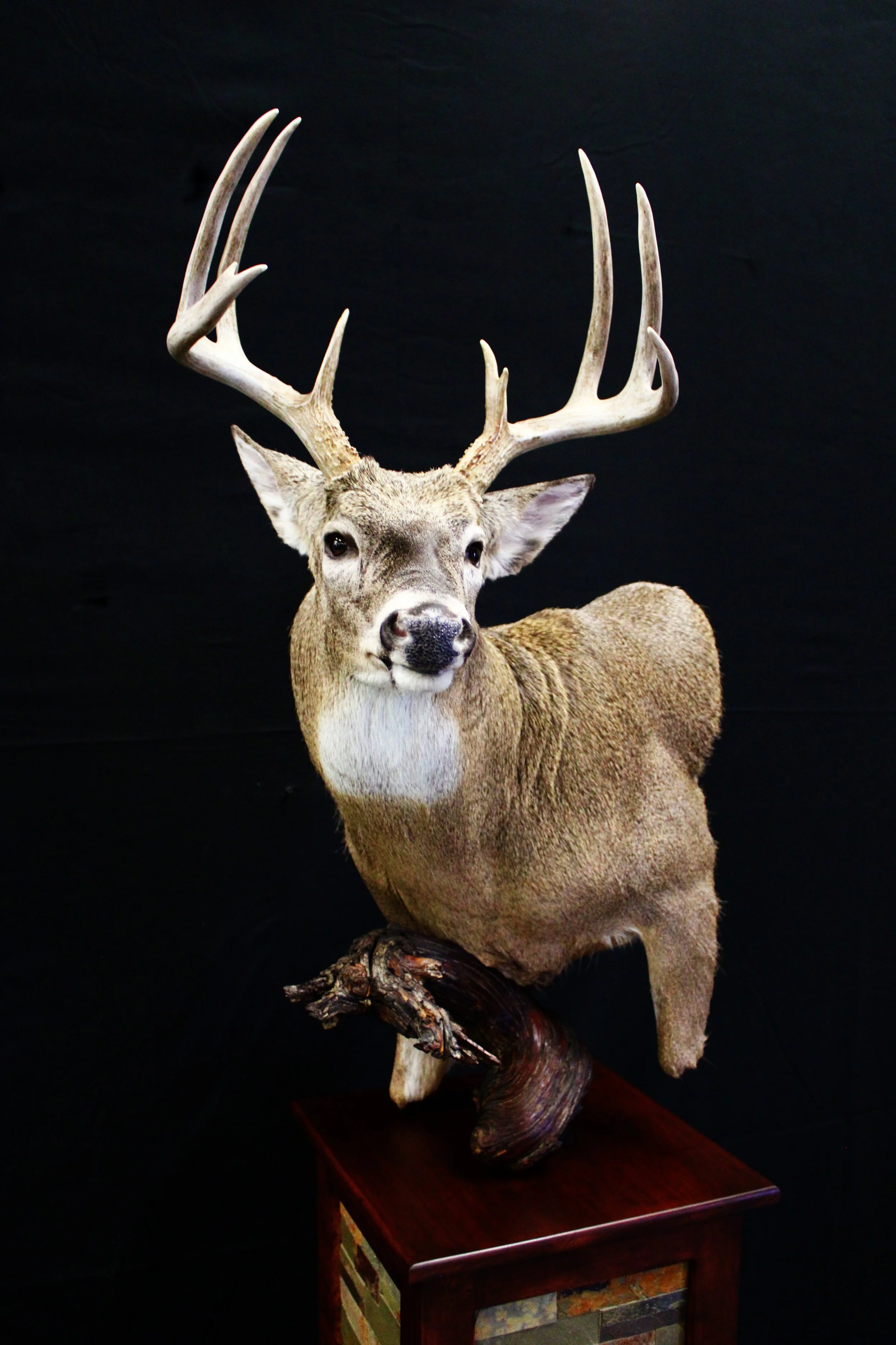 Dear 2 - CAT Judging.jpg