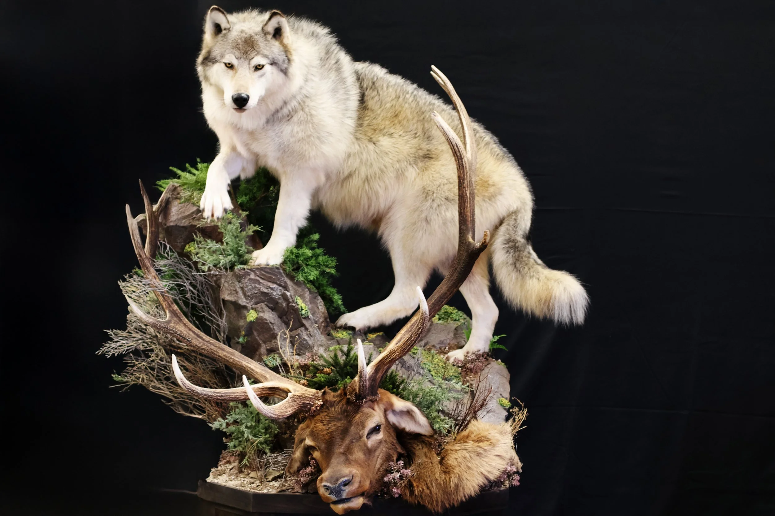 Wolf 2 - CAT Judging.jpg