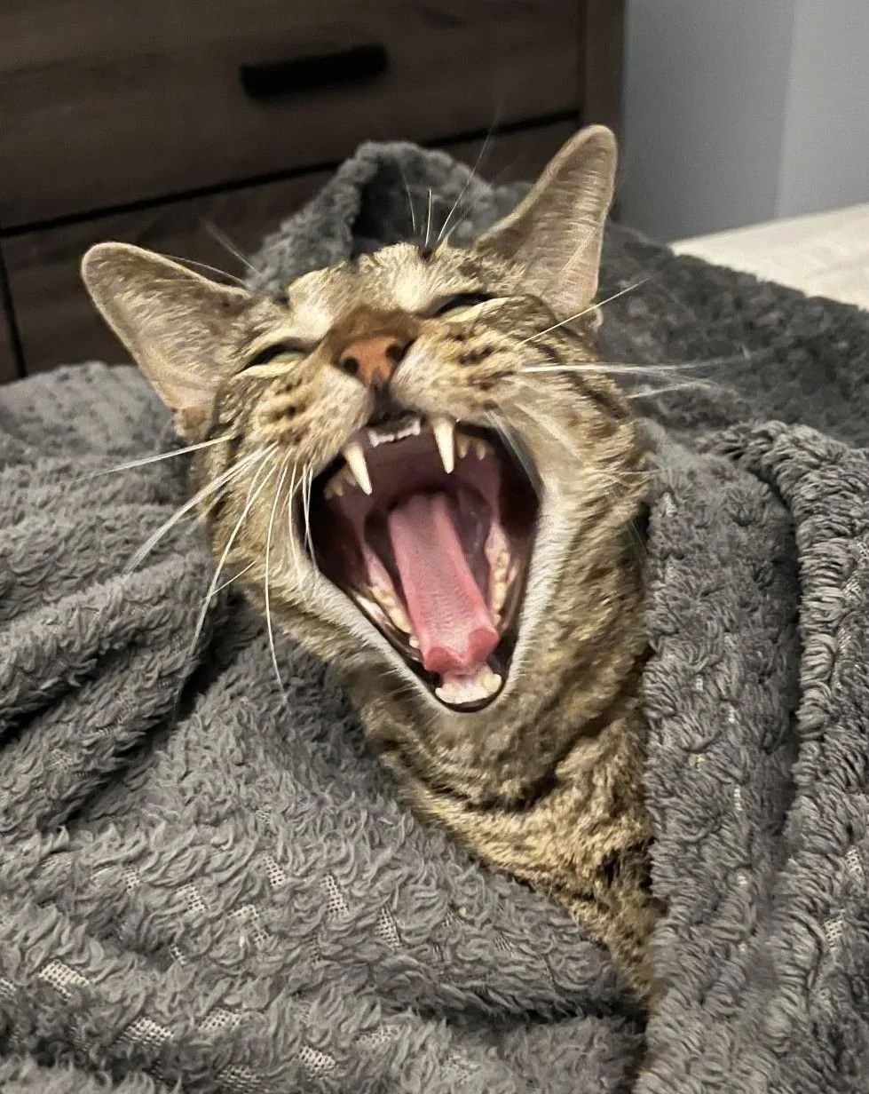 Sebastian & Bach — Mississauga Humane Society