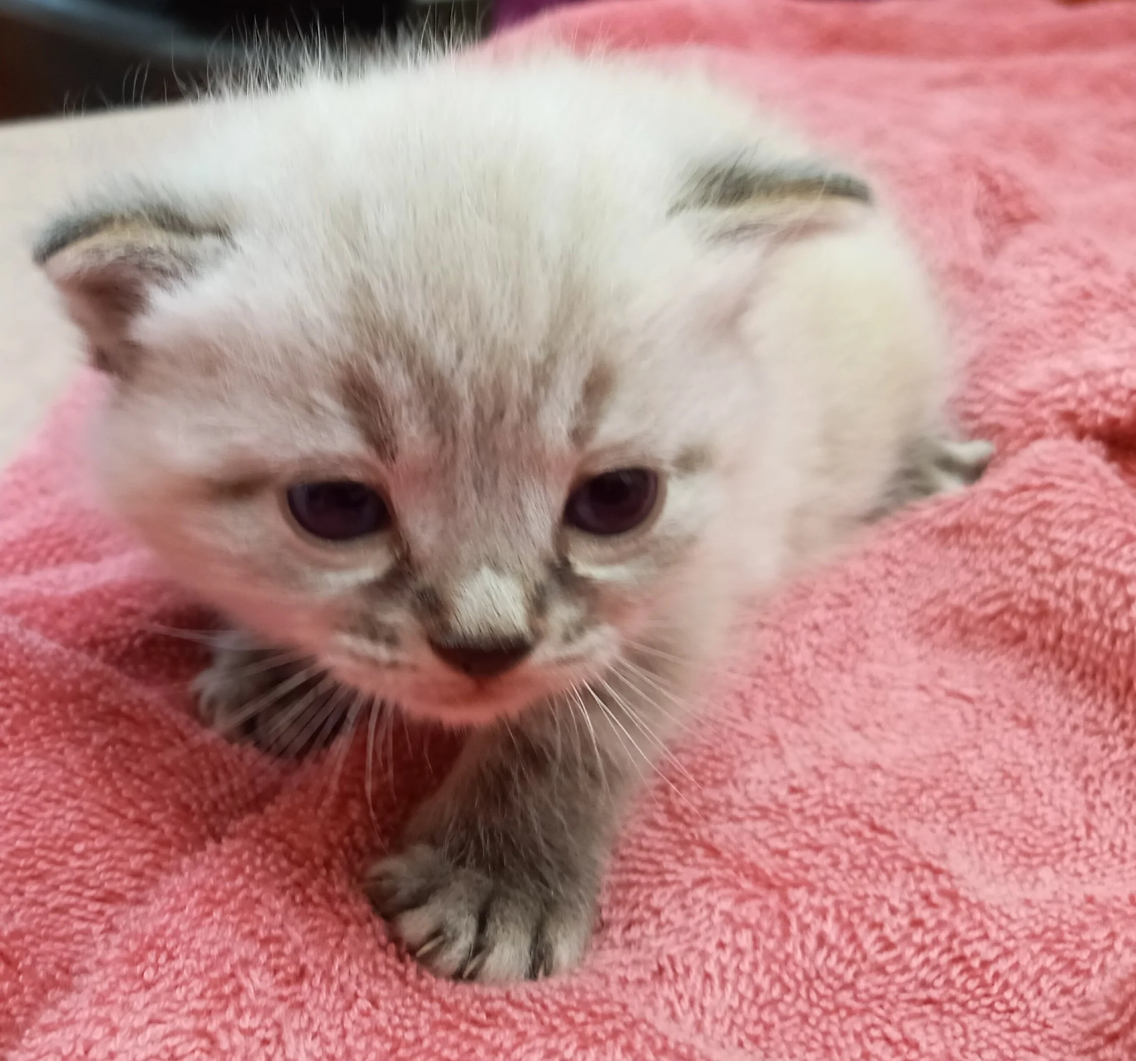Georgie