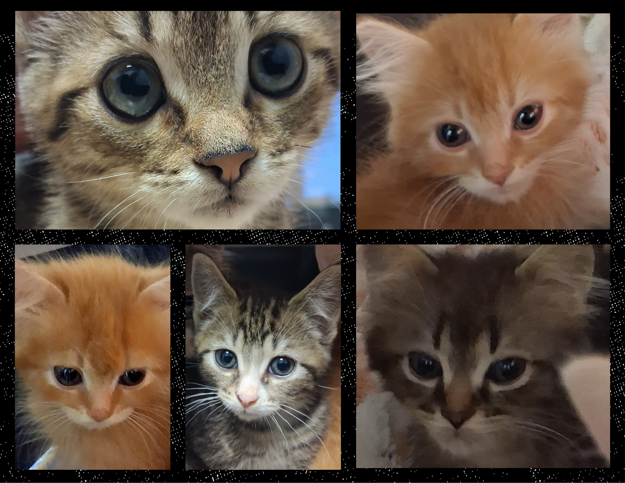 Ollie (M), Charlie (M), Alex (M), Milo (M), Willow (F)