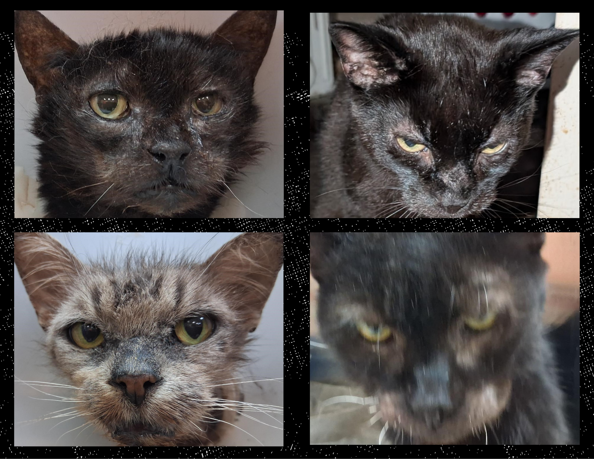 Kuba, Layla, Turbo,and Aga