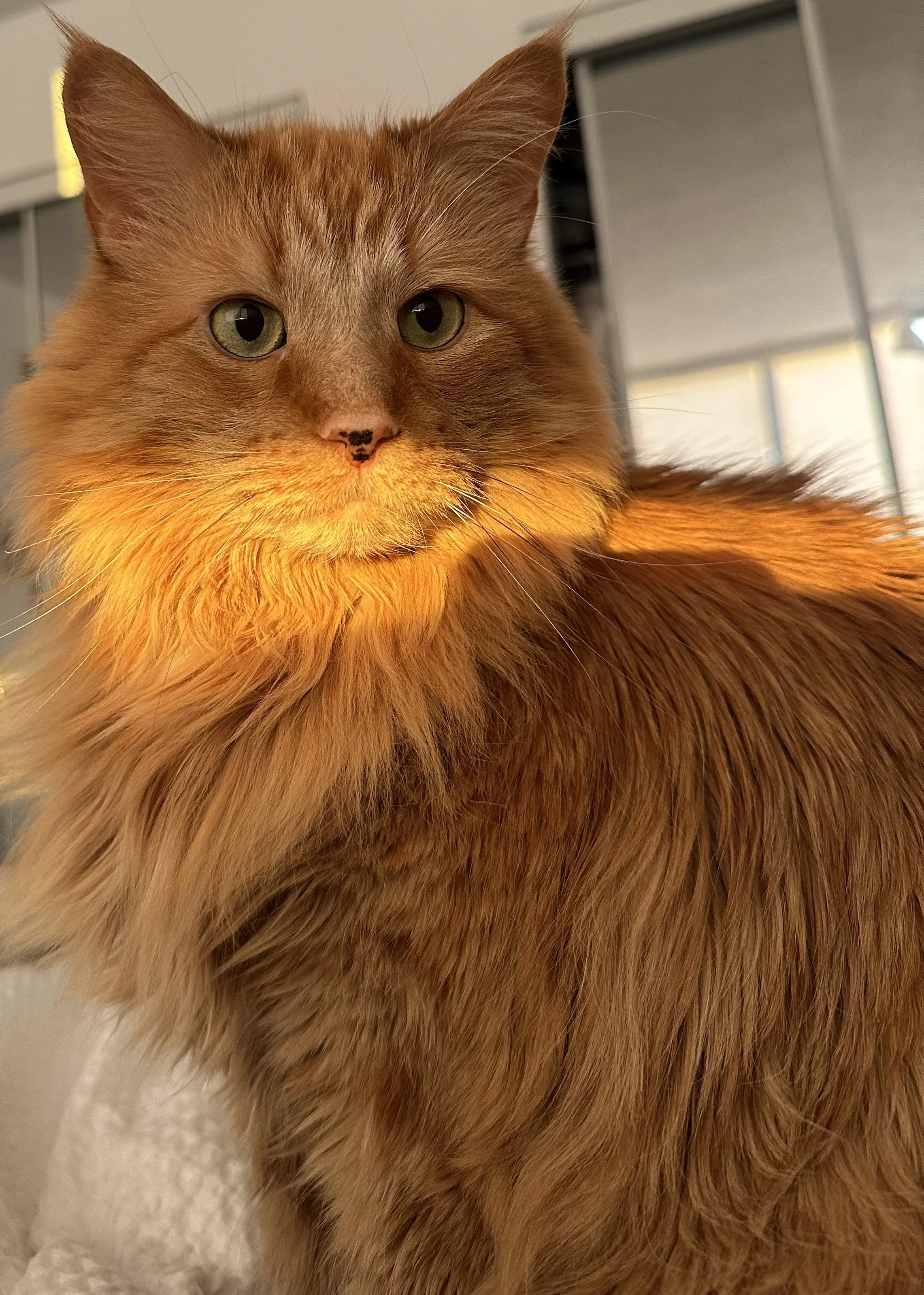 Leo
