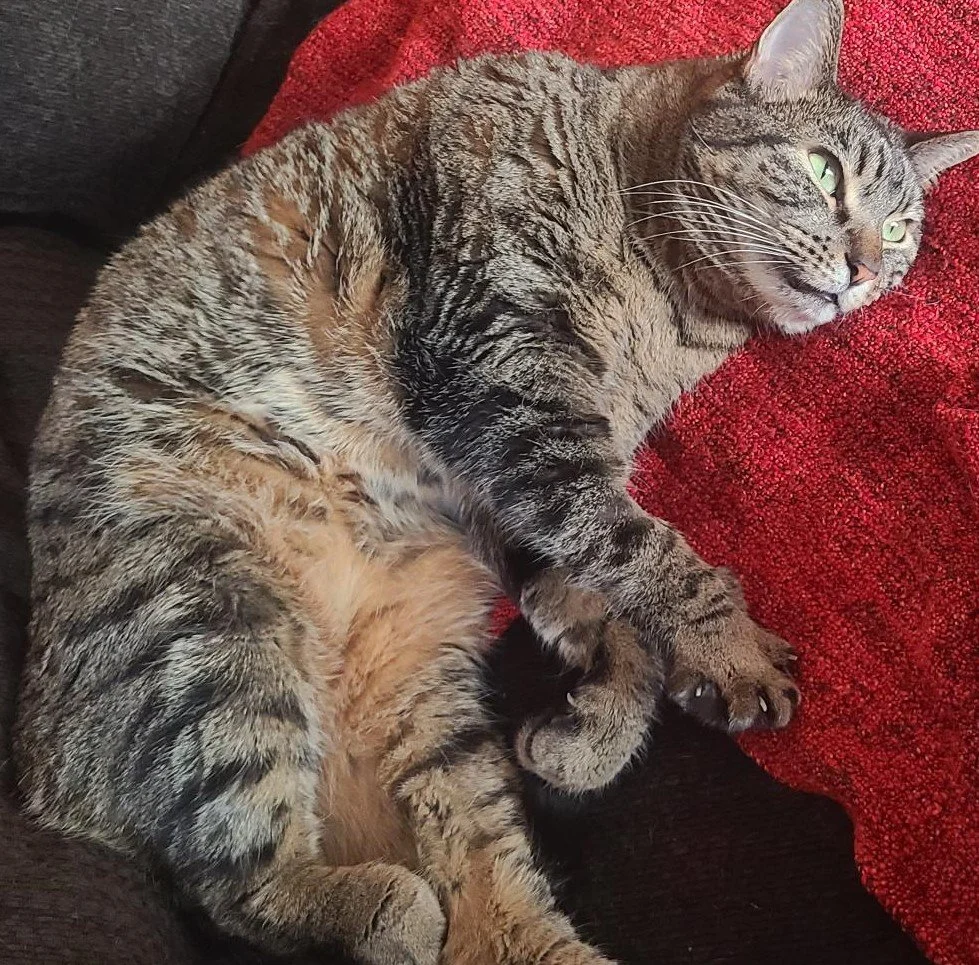 Ms. Tabby