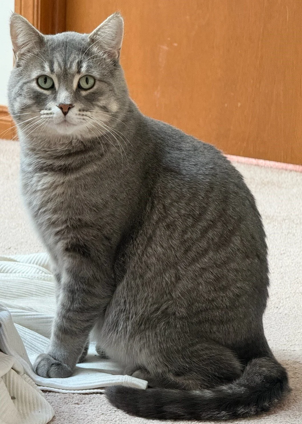 TT aka Sterling