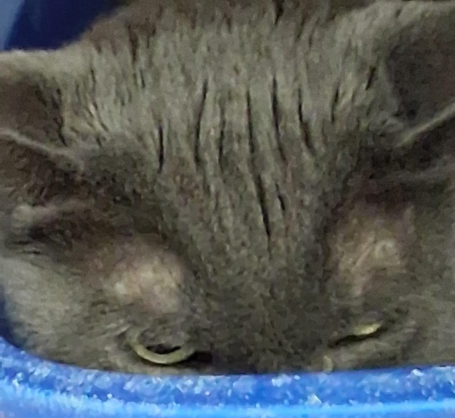 Carlita