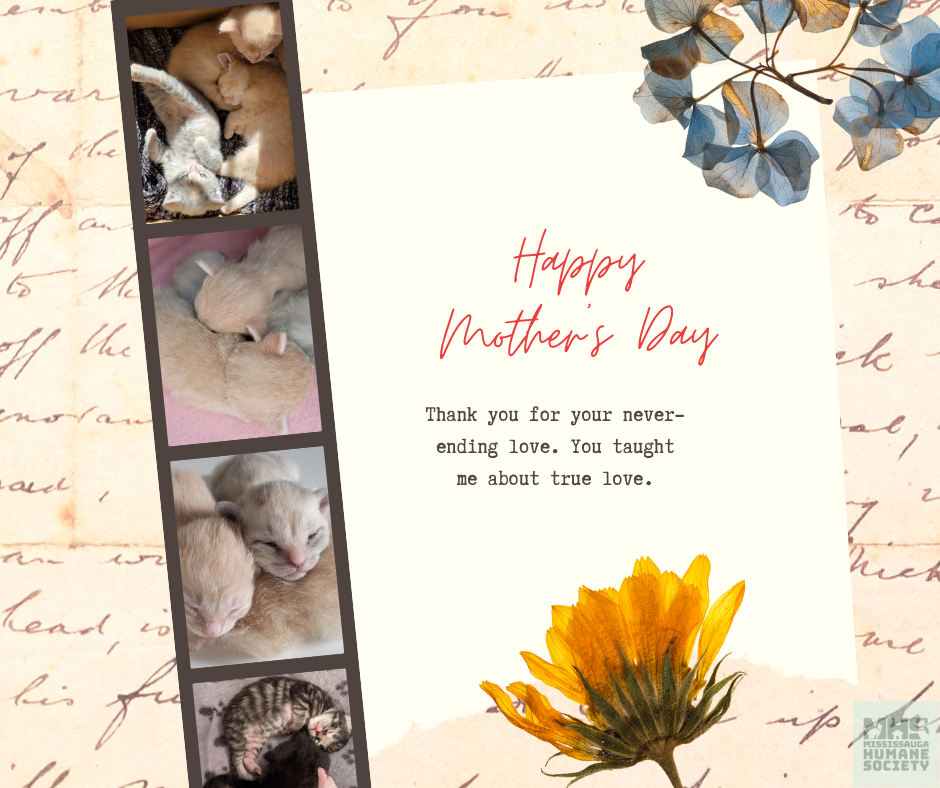 Happy Mother's Day.png