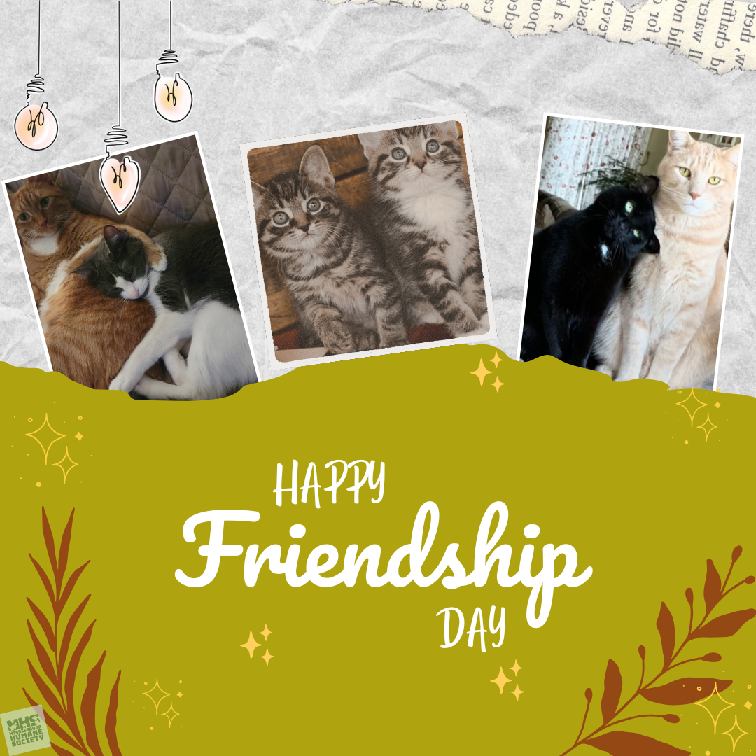 Happy Friendship Day.png