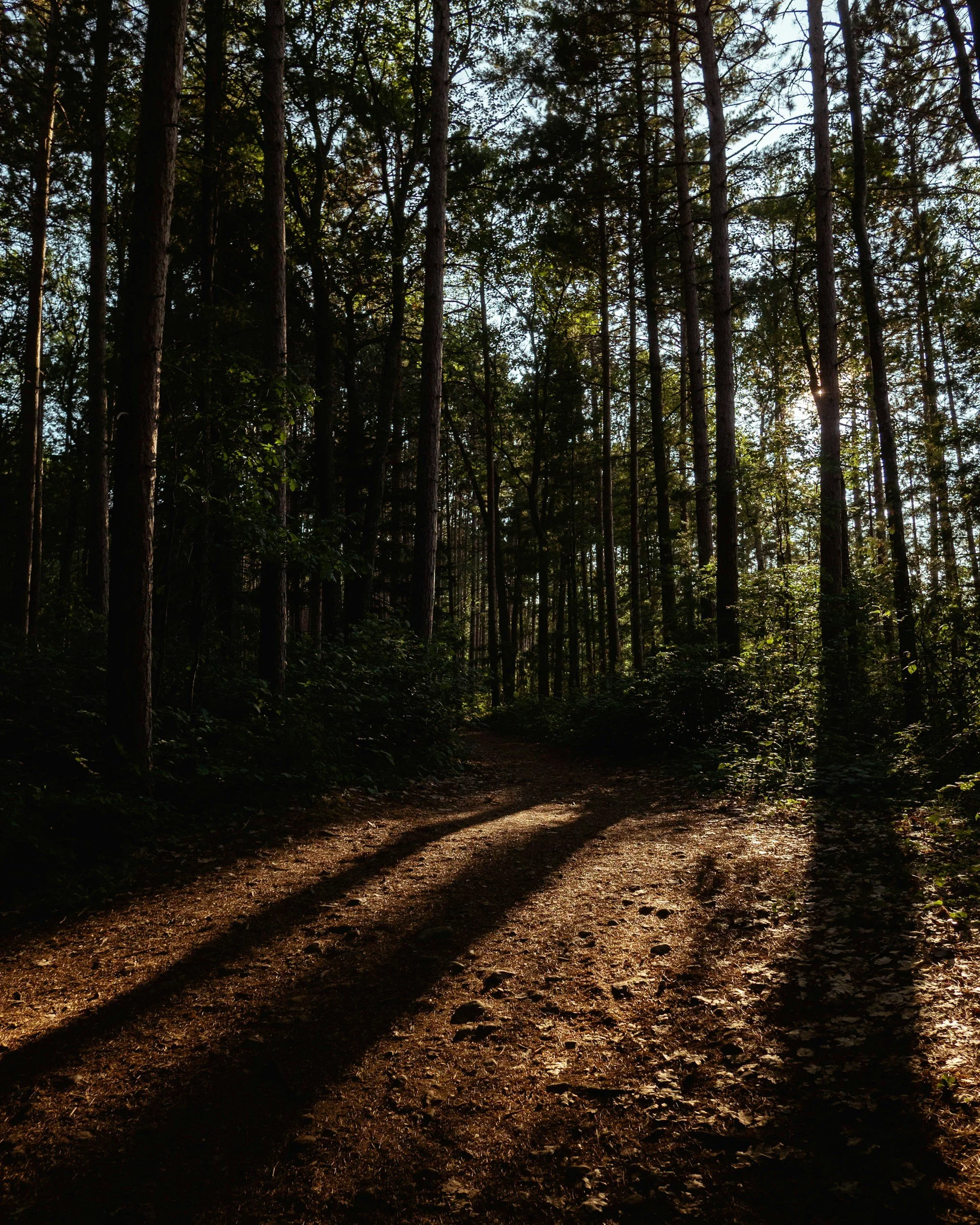 Sunlight filtering through tall trees in a dense forest, illuminating a dirt trail.