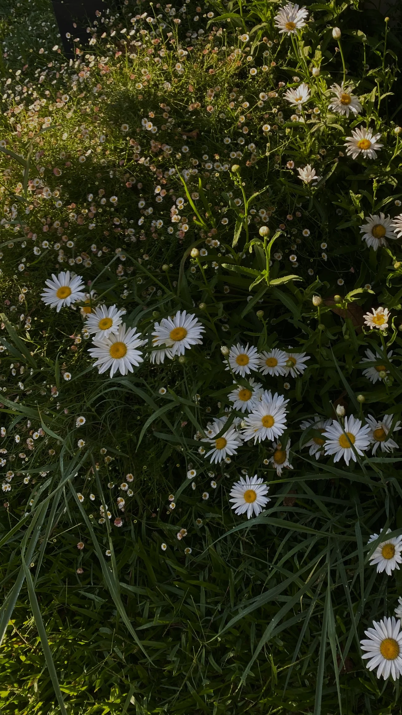 A garden bed filled with white daisies with yellow centers and small pink and white flowers among green foliage and grass.