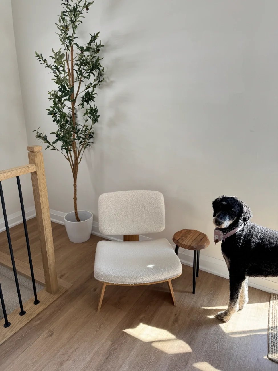 Interior corner with a tall potted plant, a white upholstered chair, a small wooden side table, and a black and gray dog with a pink bandana standing nearby, illuminated by sunlight.