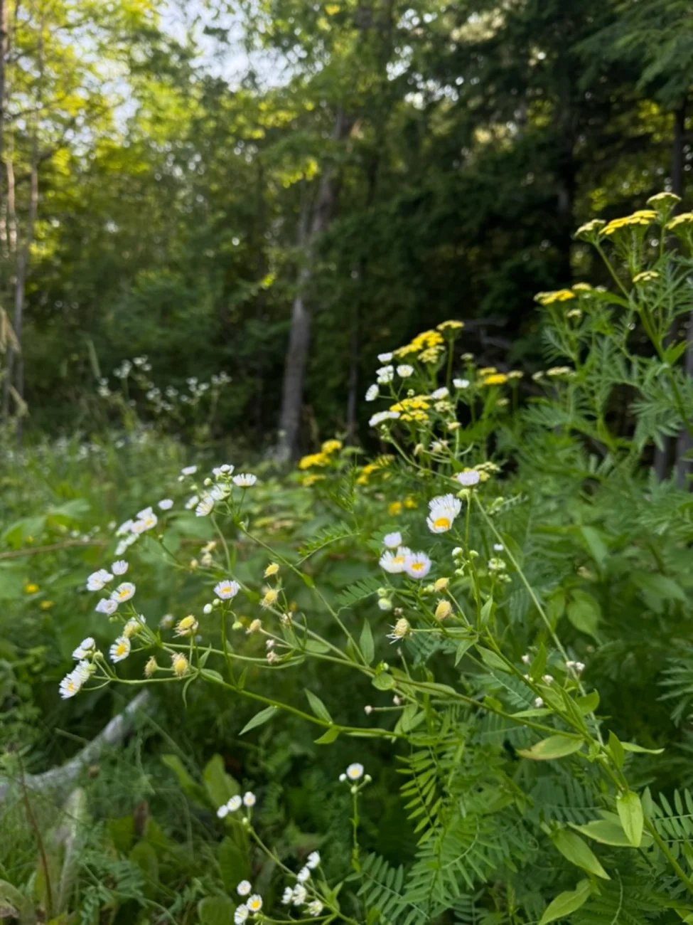 Wildflowers with white and yellow blossoms growing among green foliage in a wooded area.