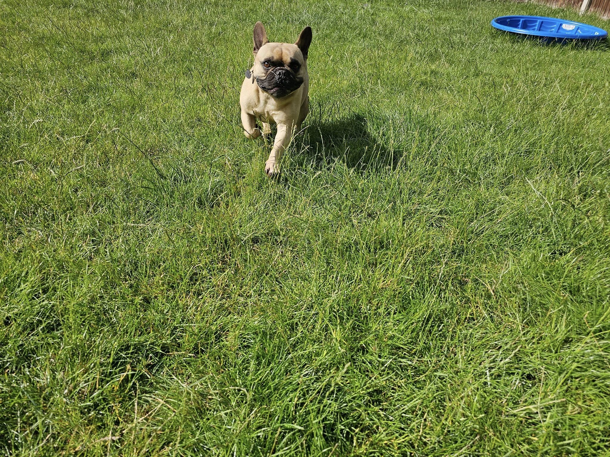 k9 core 16.jpg