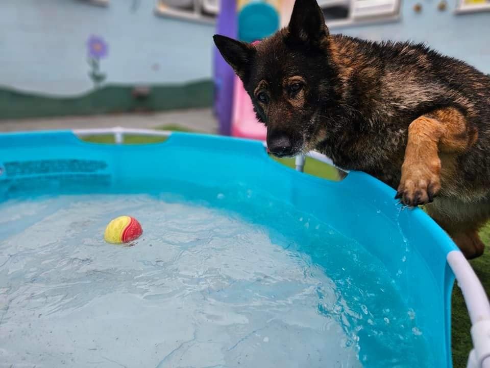 k9 core 18.jpg