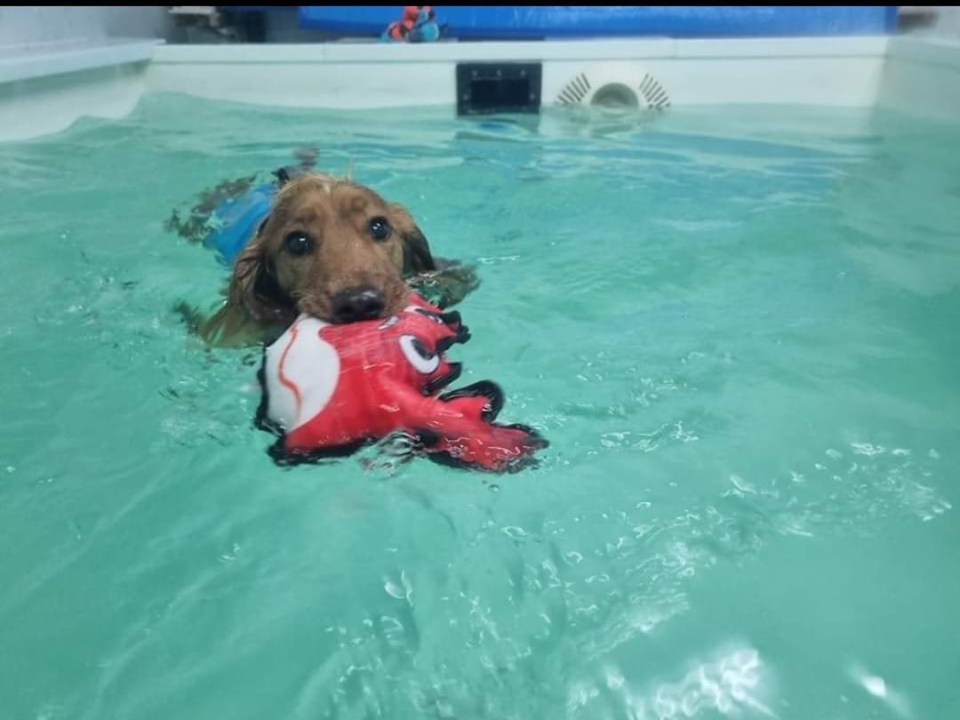 k9 core 17.jpg