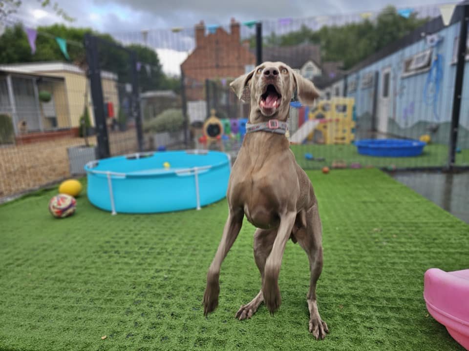 k9 core 15.jpg