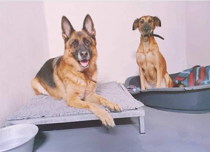 k9 core 6.jpg