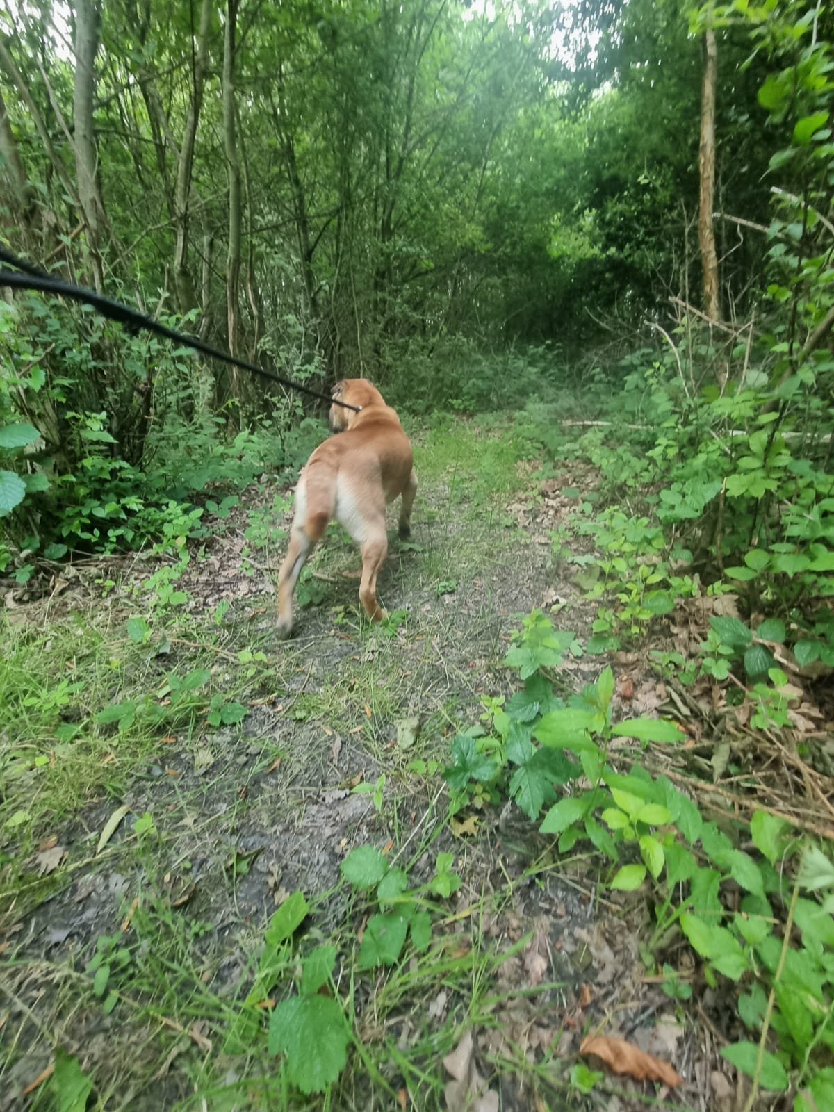k9 core 19.jpg